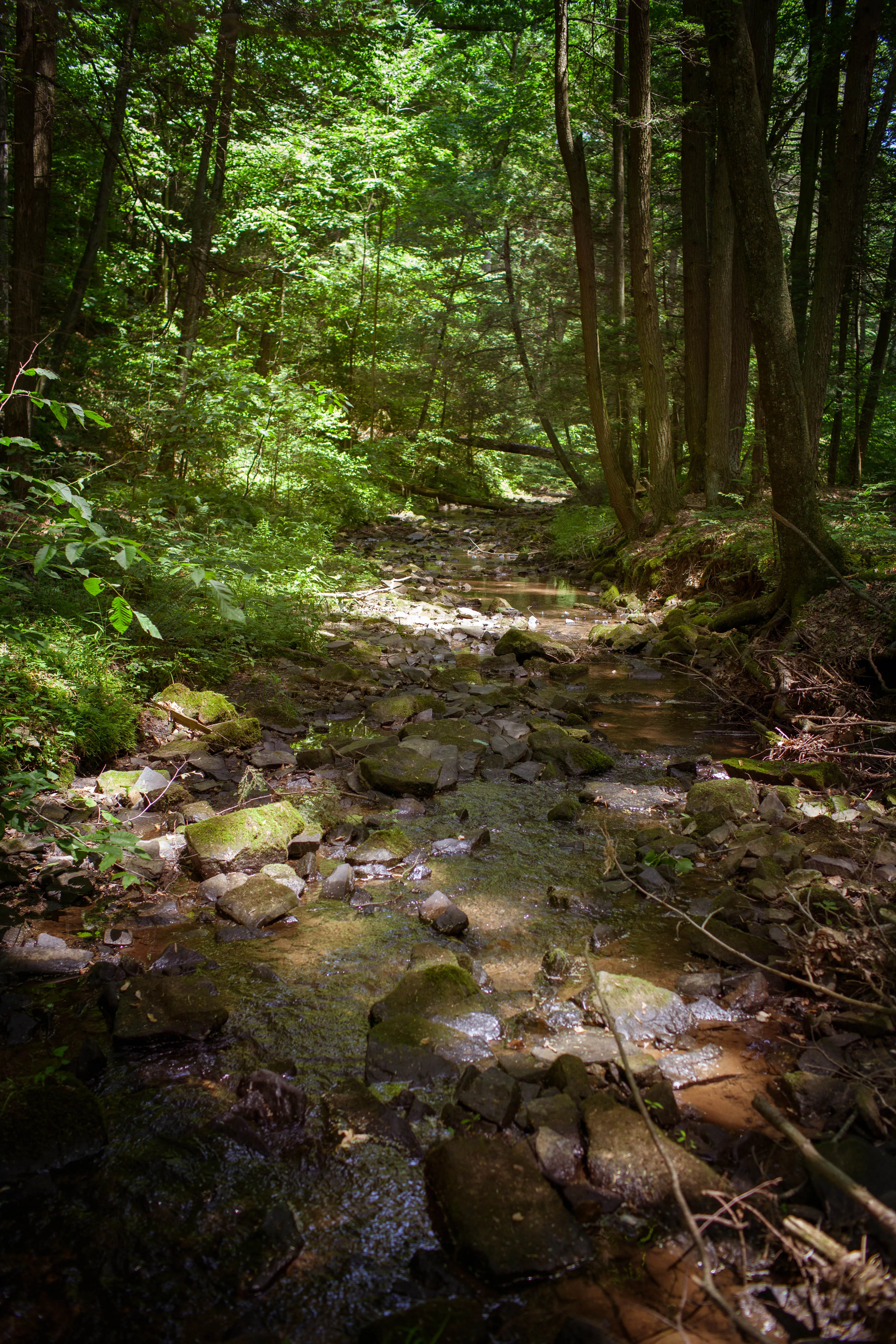 Hike Trout Run
