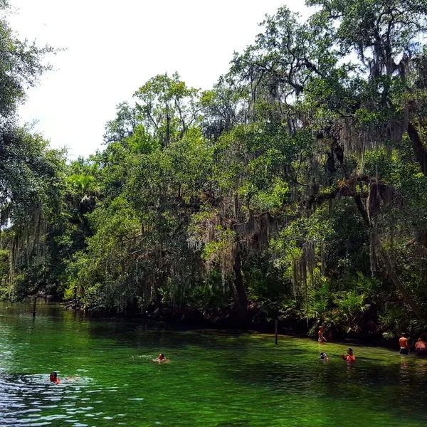 Swim with Manatees in Blue Spring State Park
