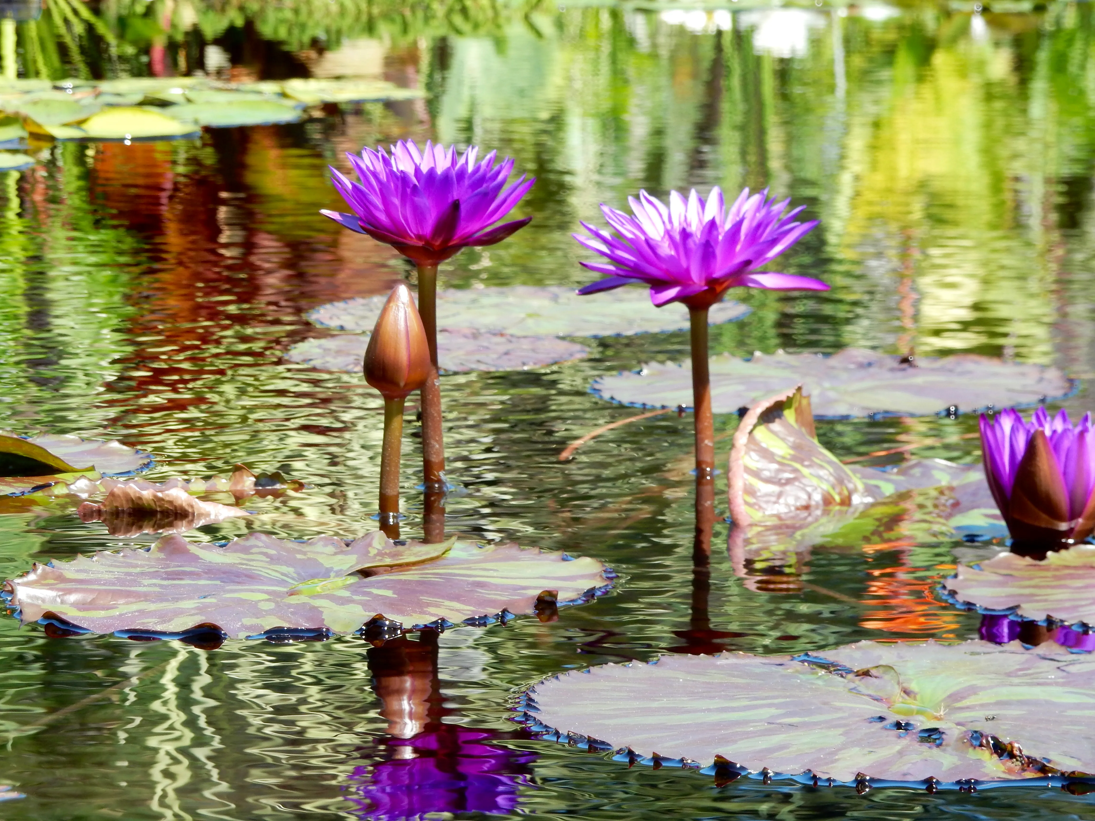 Visit the Royal Botanical Gardens in Burlington
