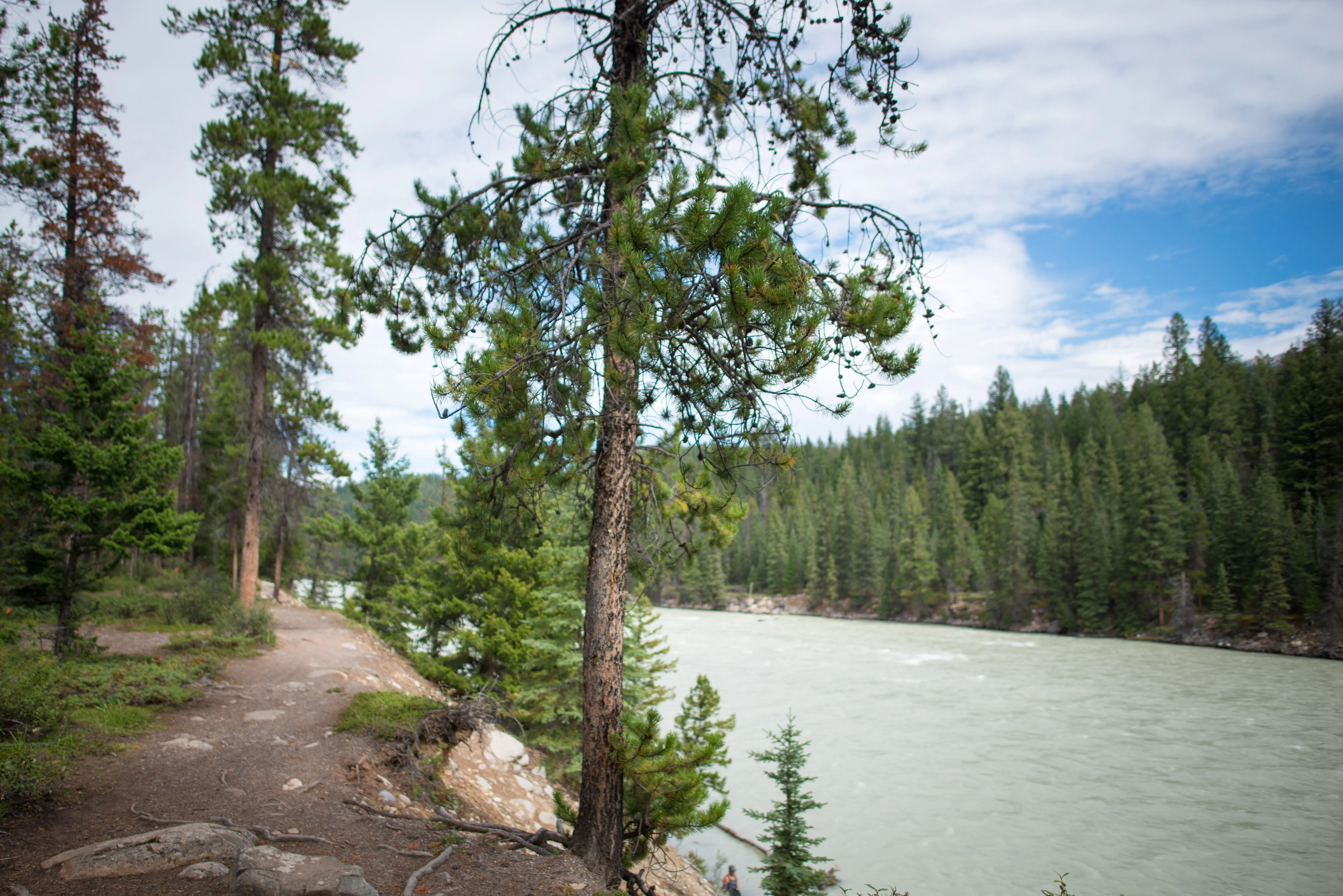 Camp at Wapiti Campground, Jasper NP