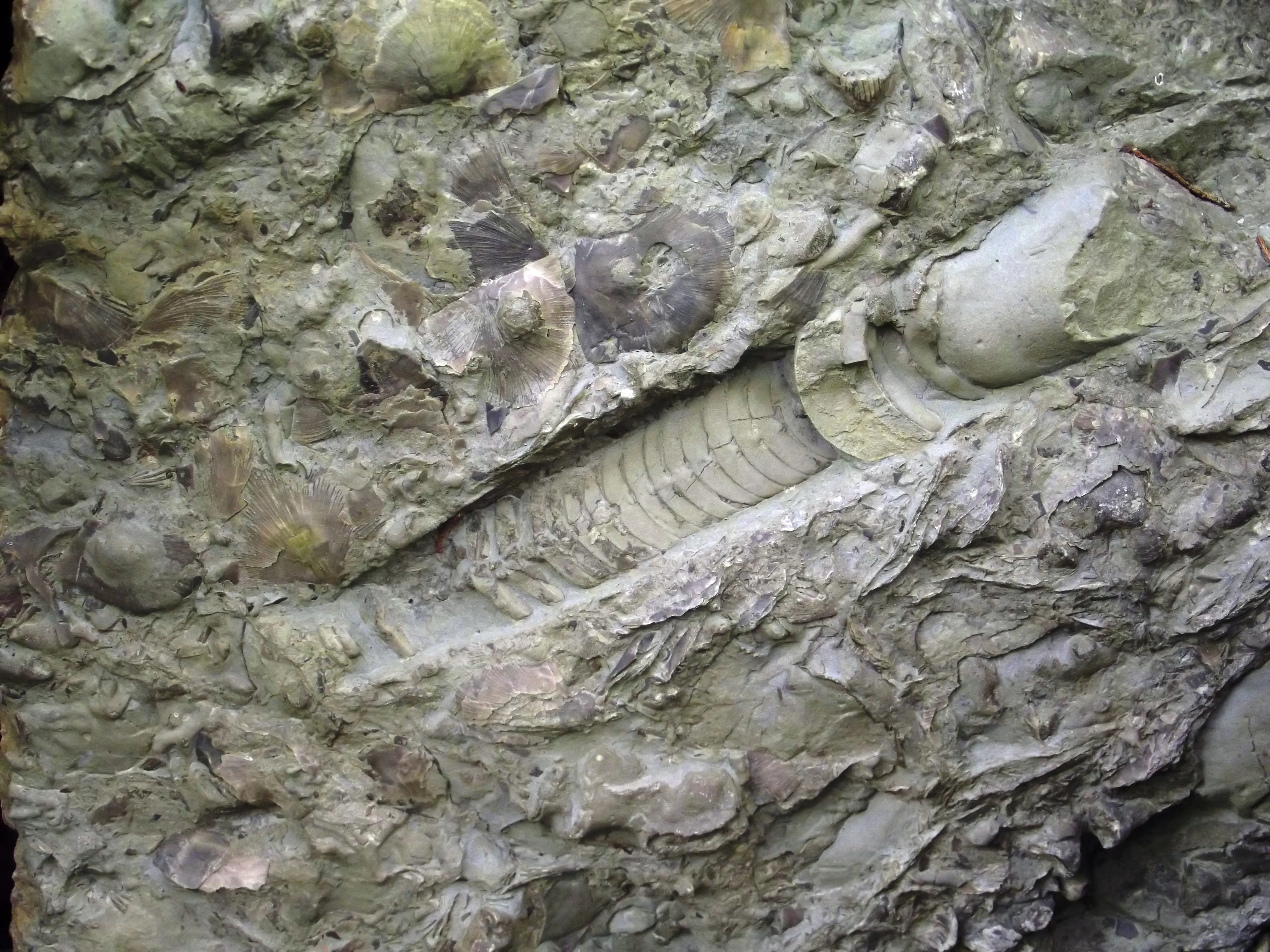 Fossil Hunt at Caesar Creek