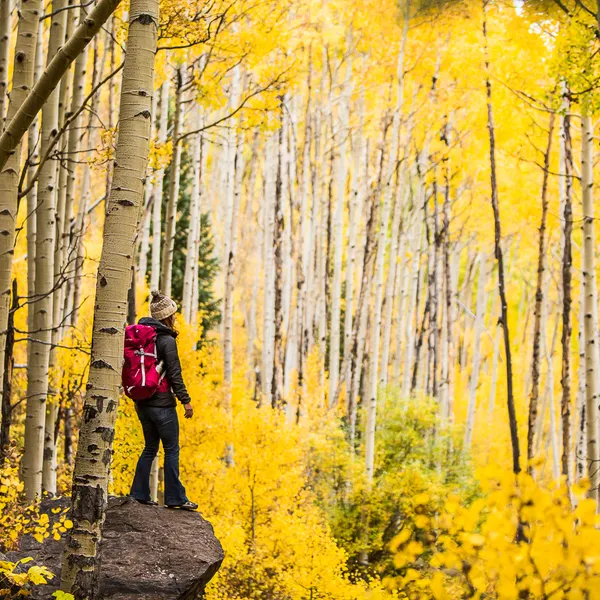 Autumn Leaf Peeping below the Maroon Bells