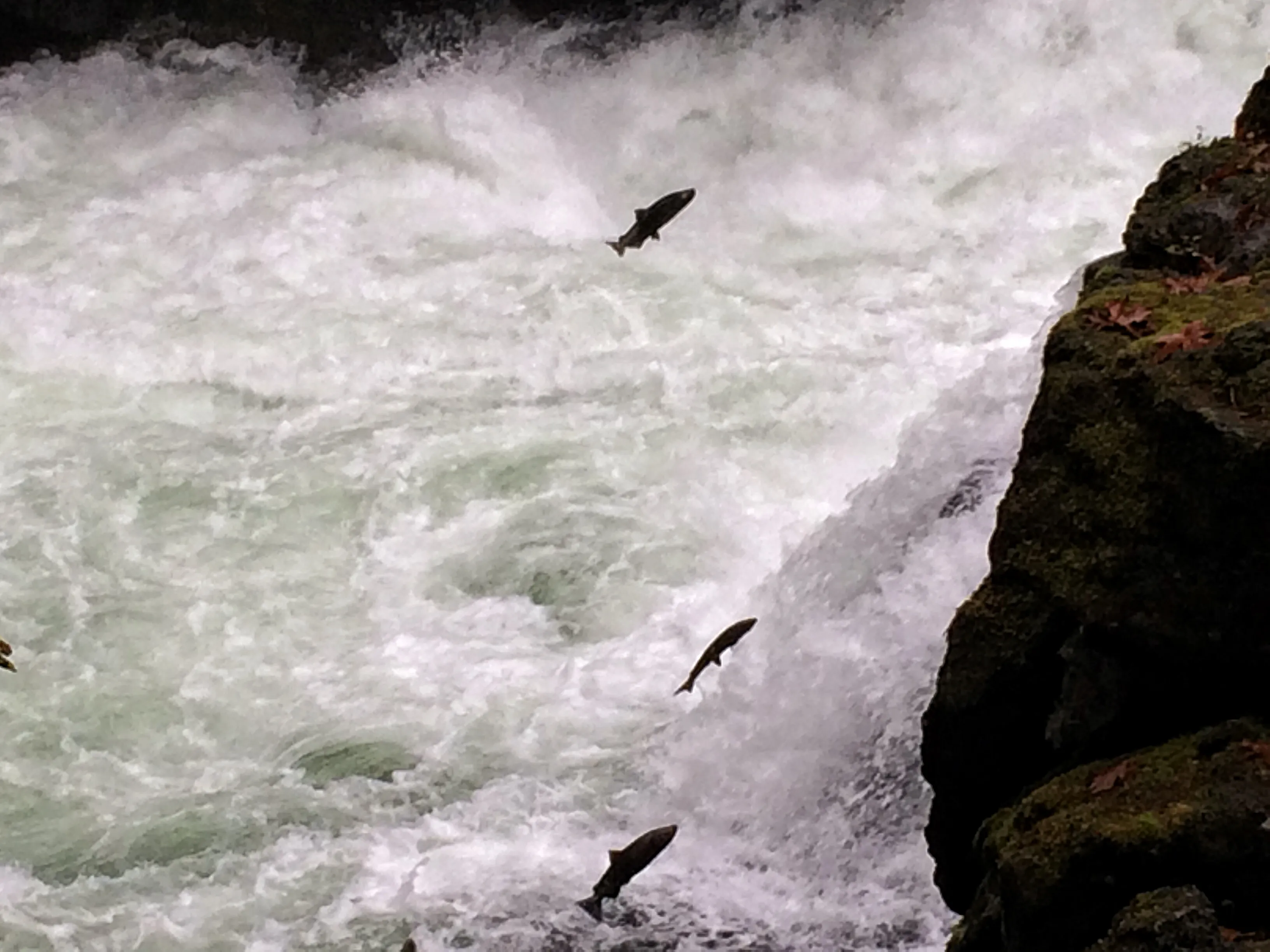 Catch the Salmon Run on Vancouver Island