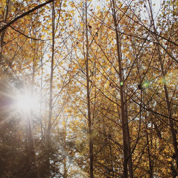 24 Hours in Shenandoah National Park