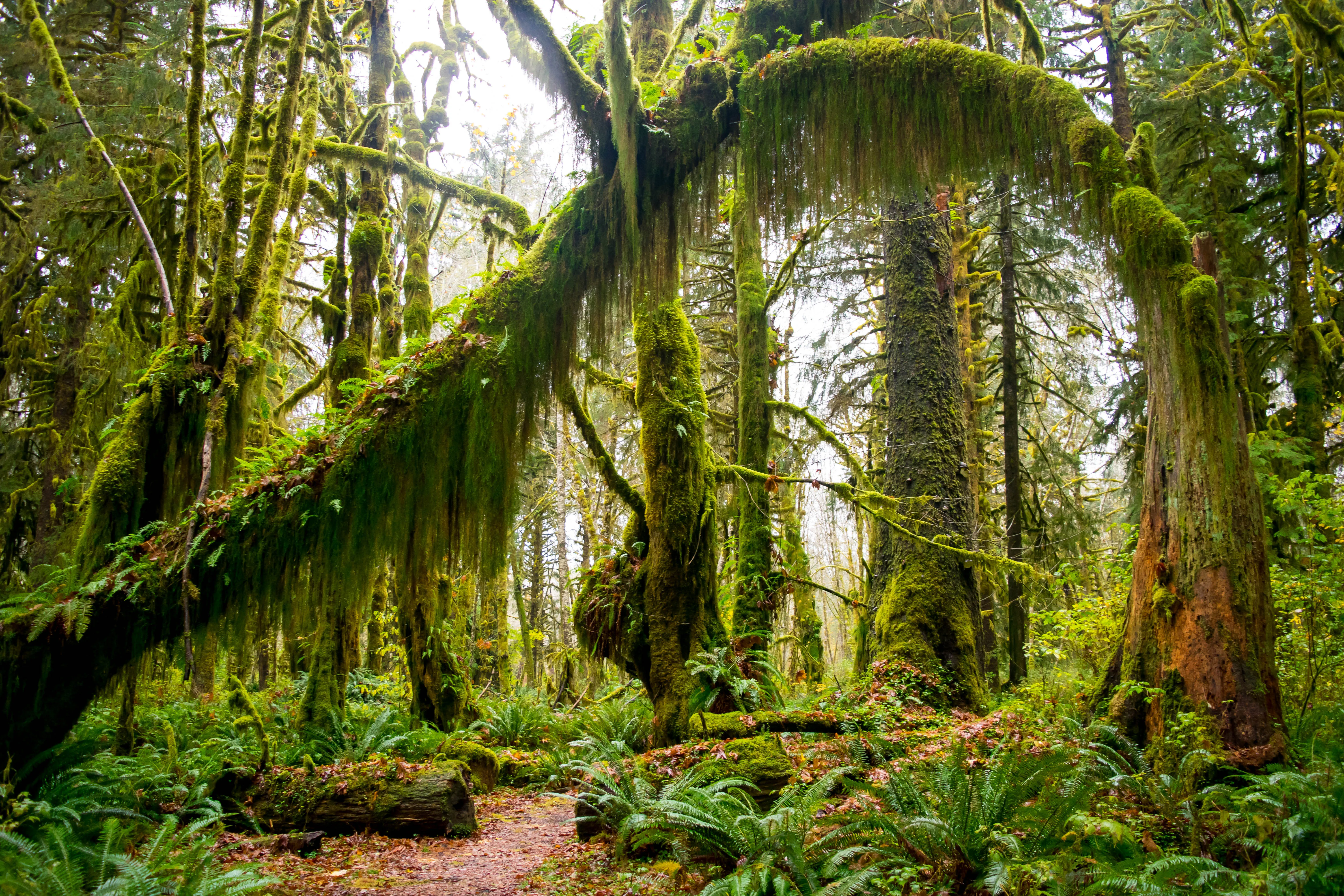 Maple Glade Rain Forest Trail