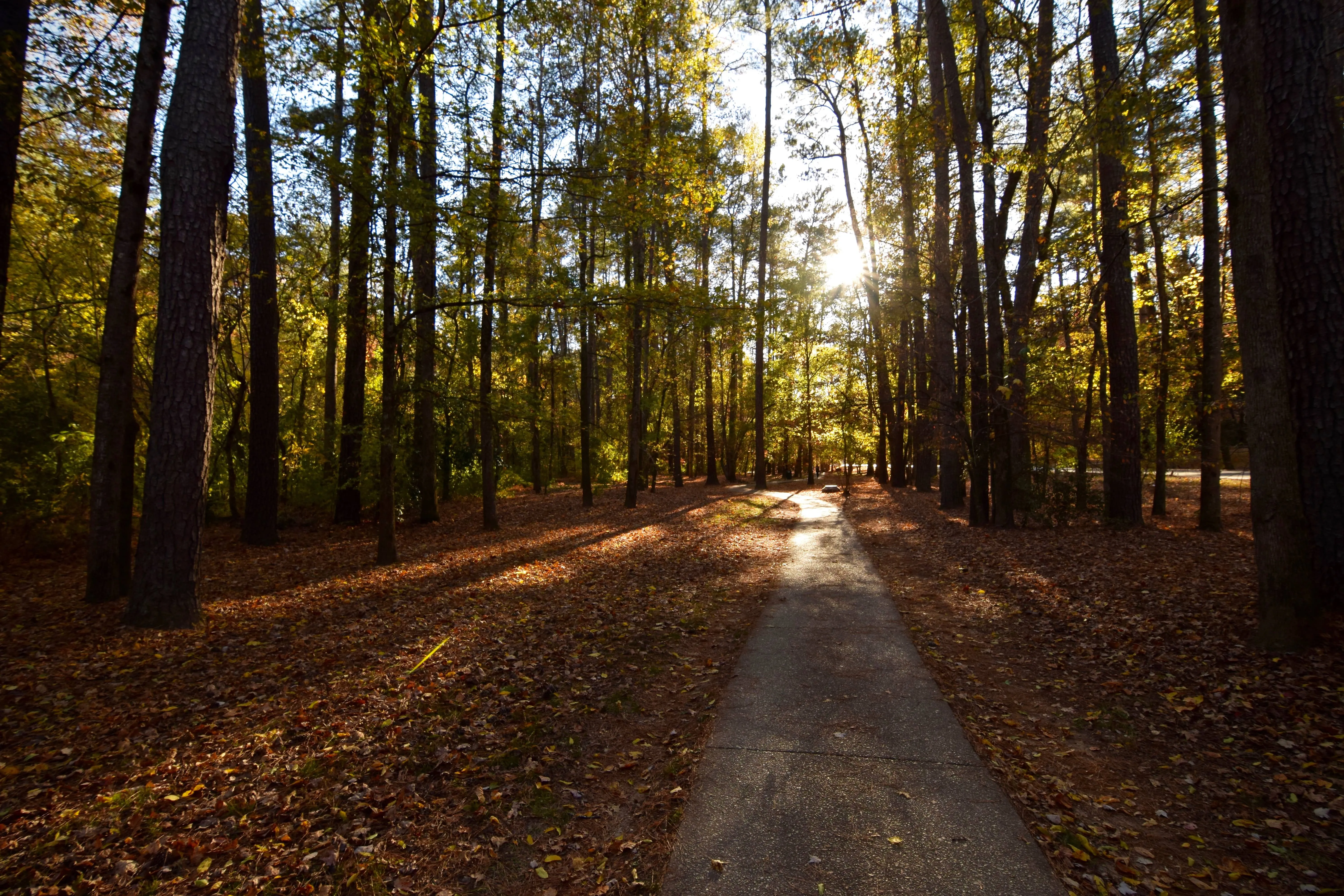 Jemison Park Nature Trail
