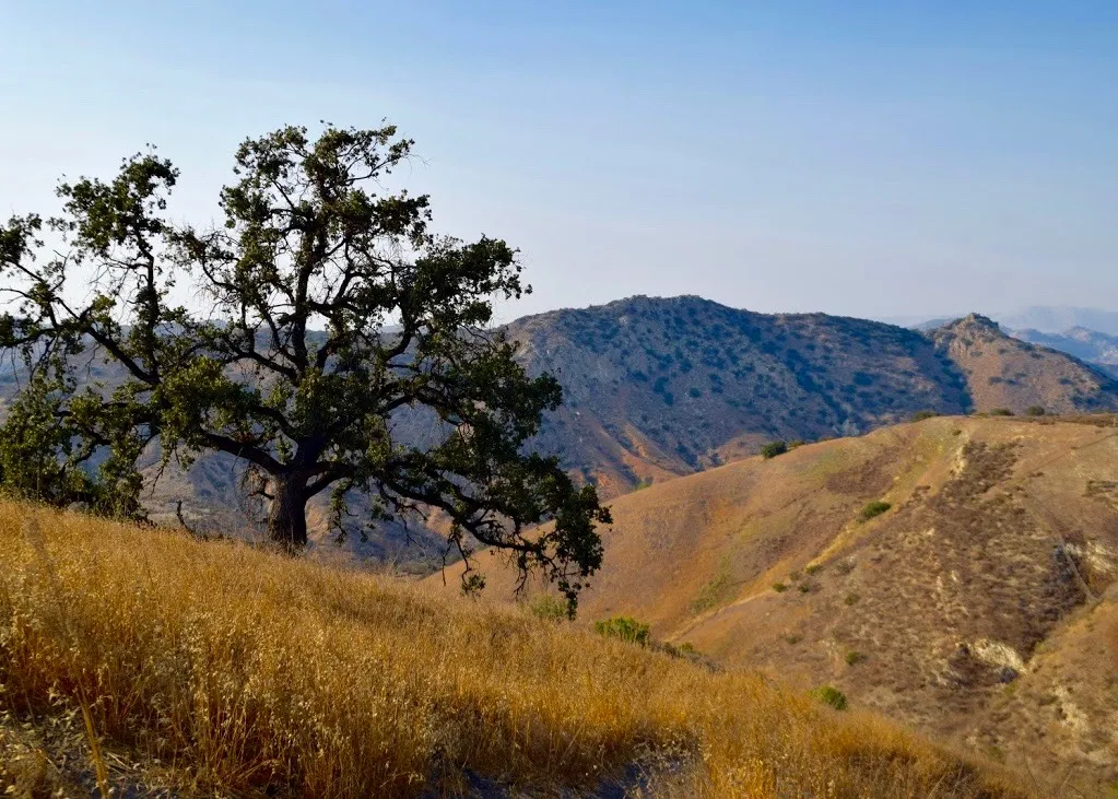 Hike the Upper Las Virgenes Canyon Open Space Preserve Trail