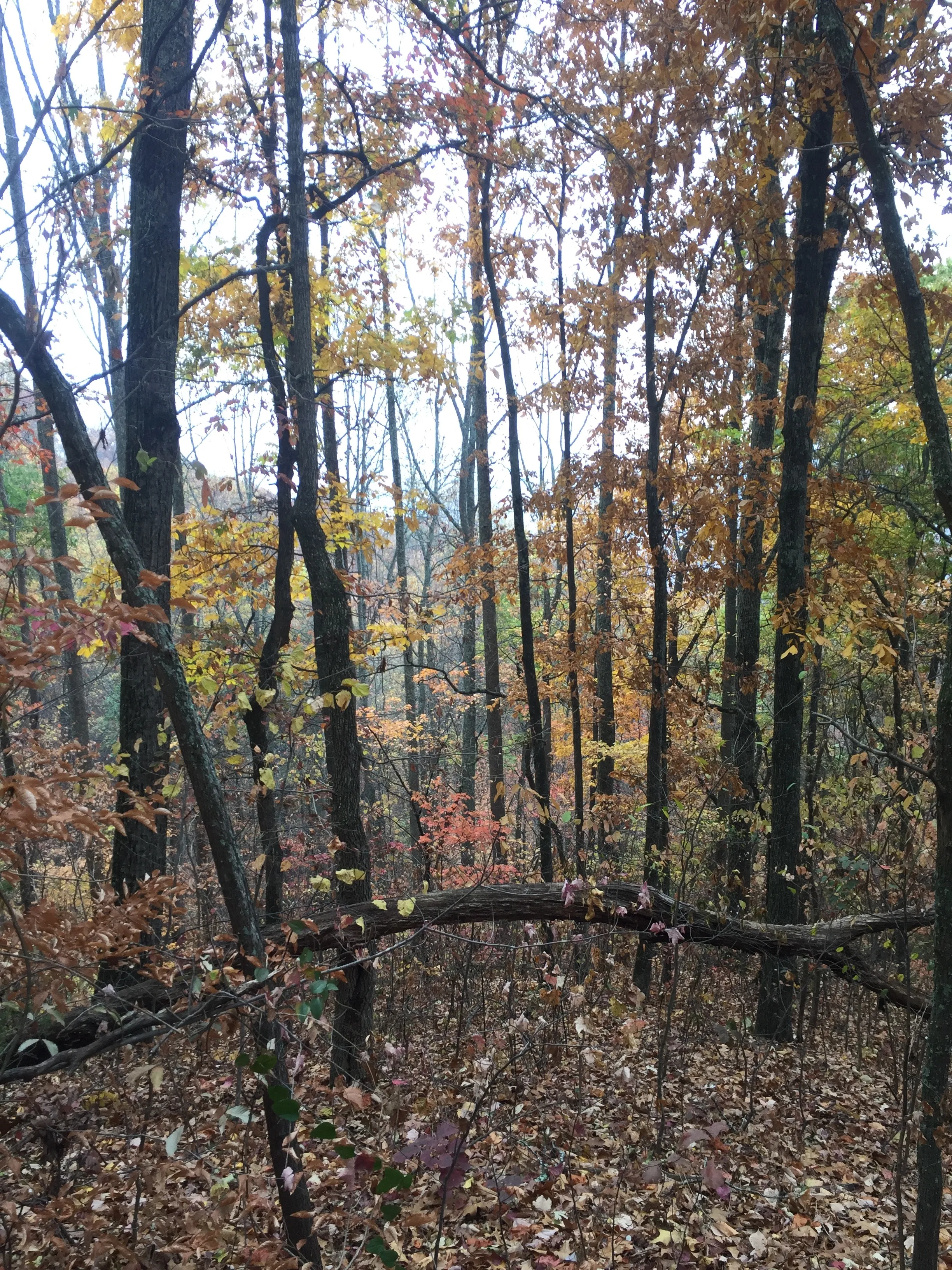 Hike House Mountain, TN