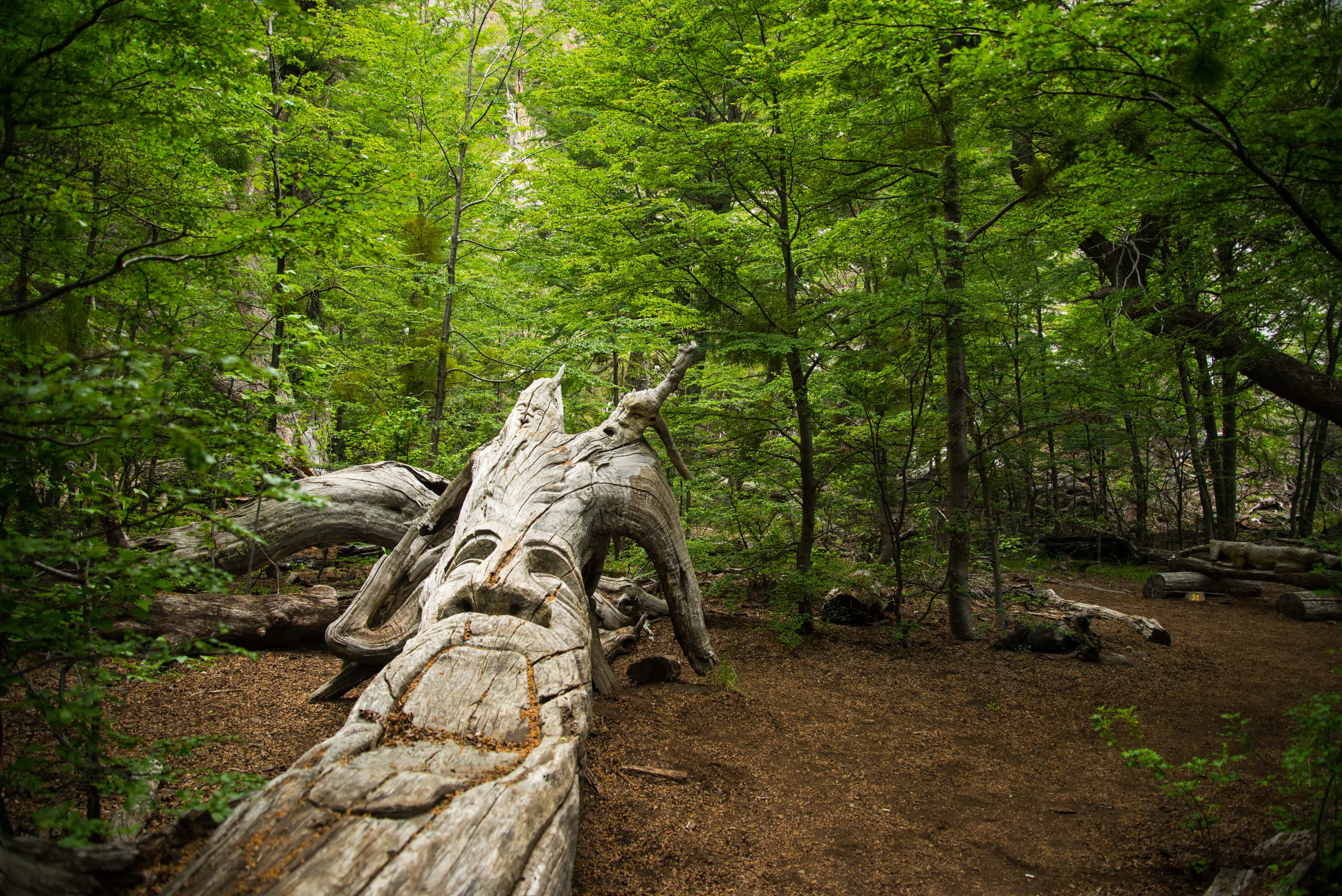 Stroll through El Bosque Tallado "The Workshopped Forest"