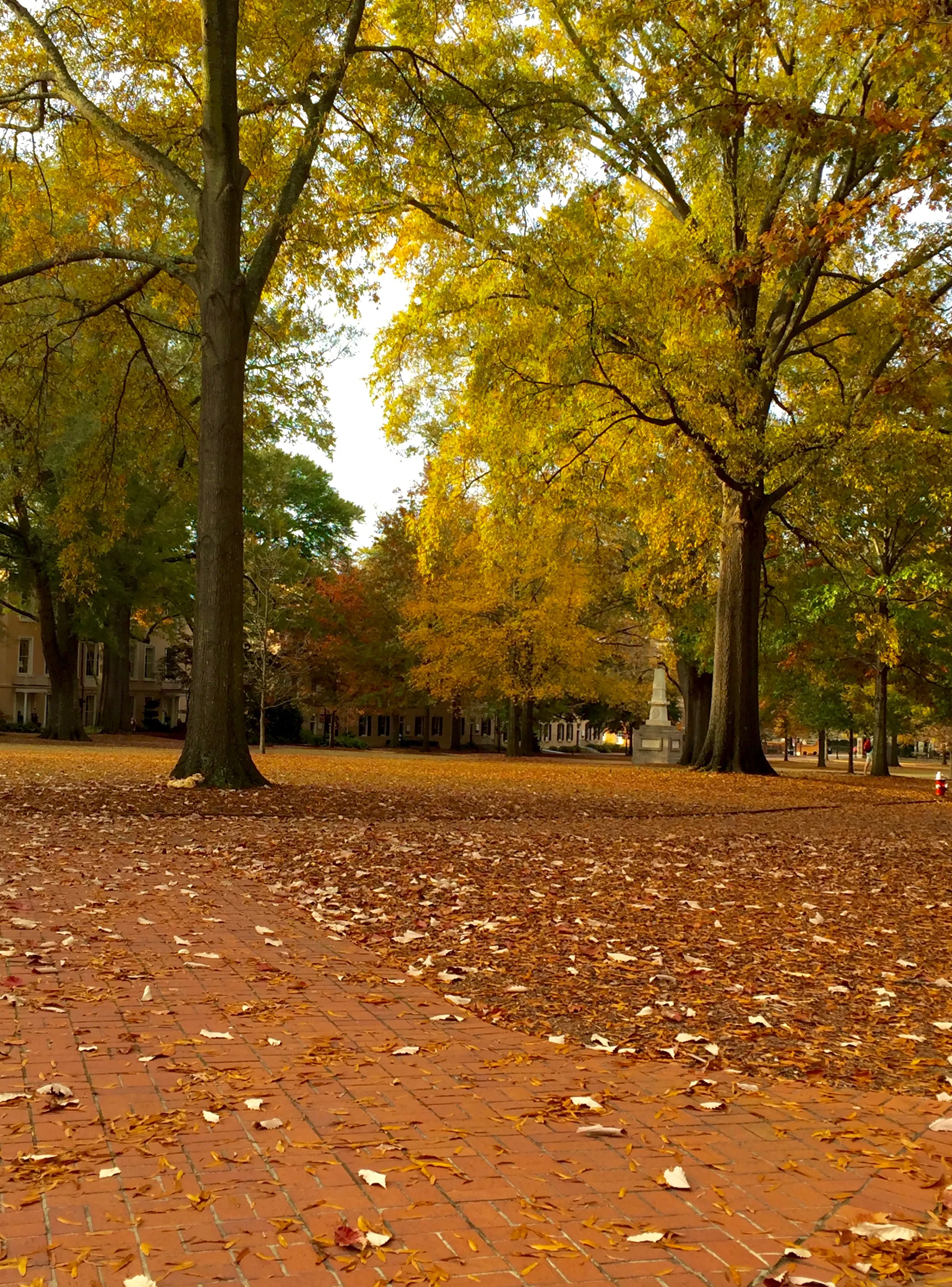 Walk the University of South Carolina Horseshoe