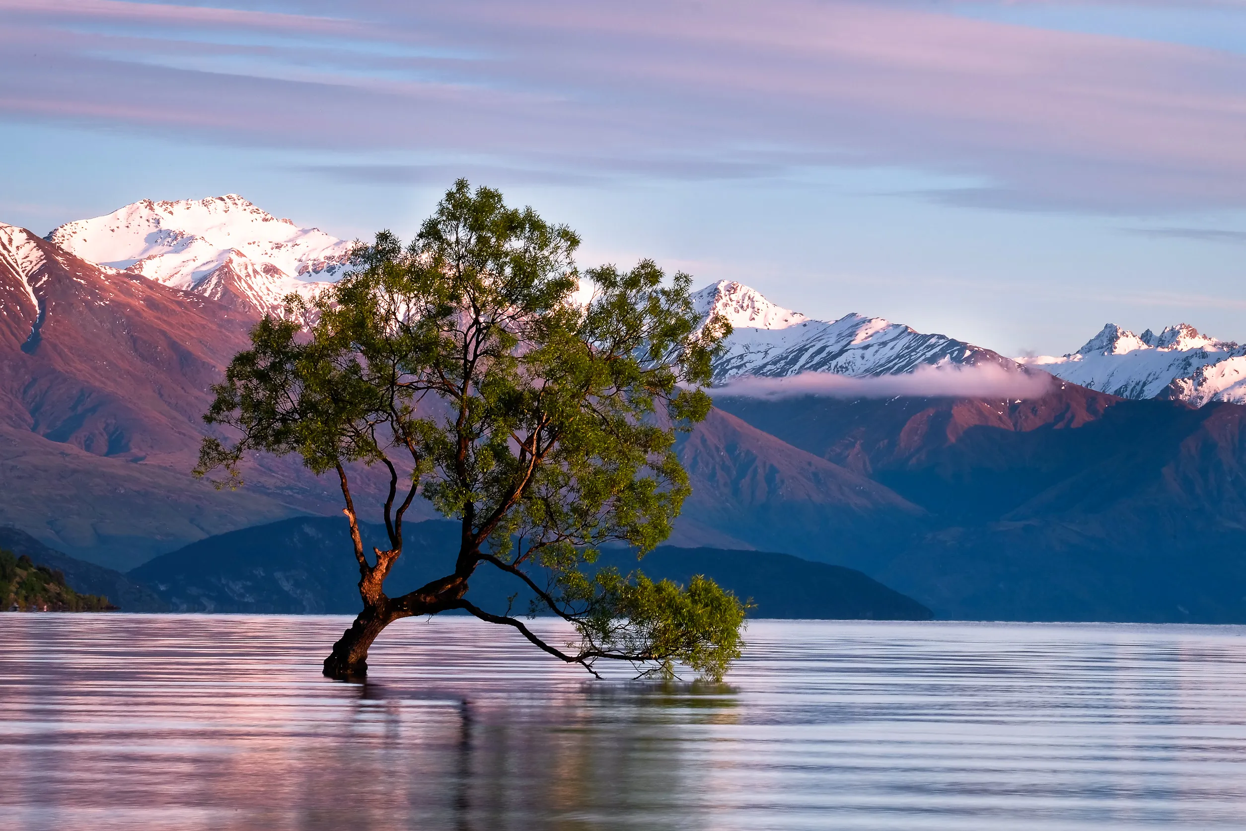 Hike Lake Wanaka and Photograph the Famous Tree