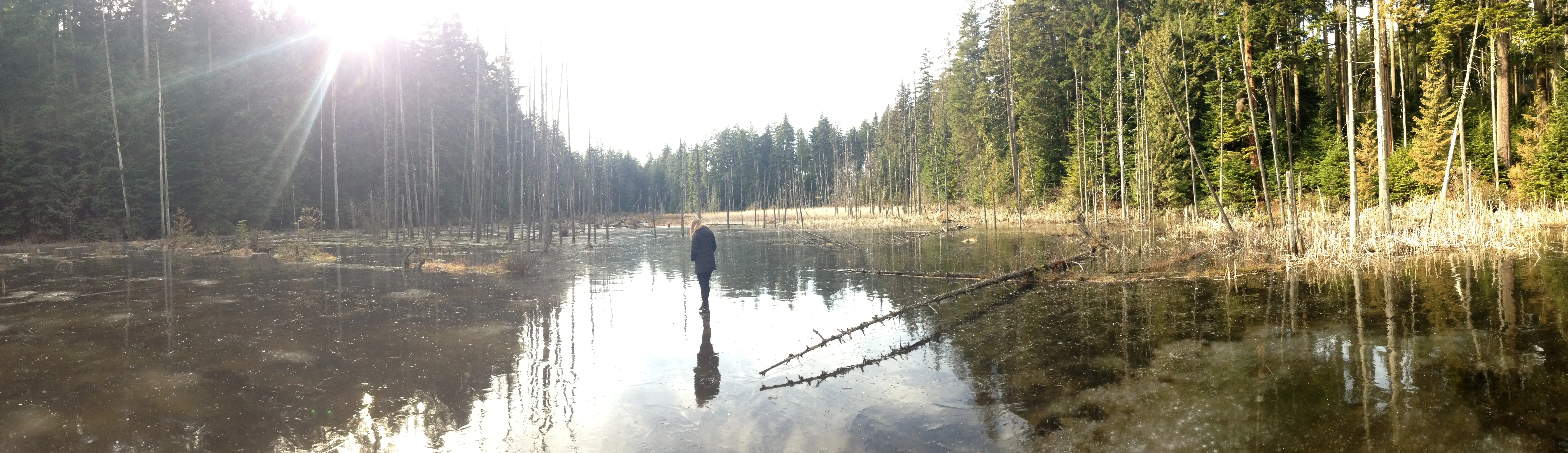 Hike the Springboard Trail and Explore Woodhaven Swamp 