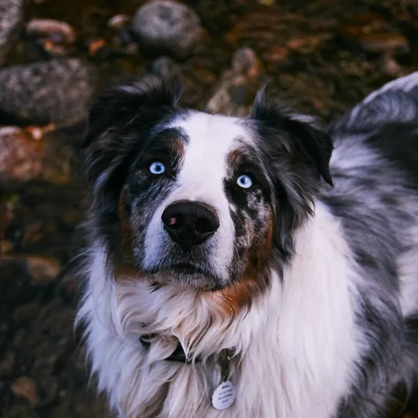 Why Hiking with Your Dog Is So Much More Enjoyable