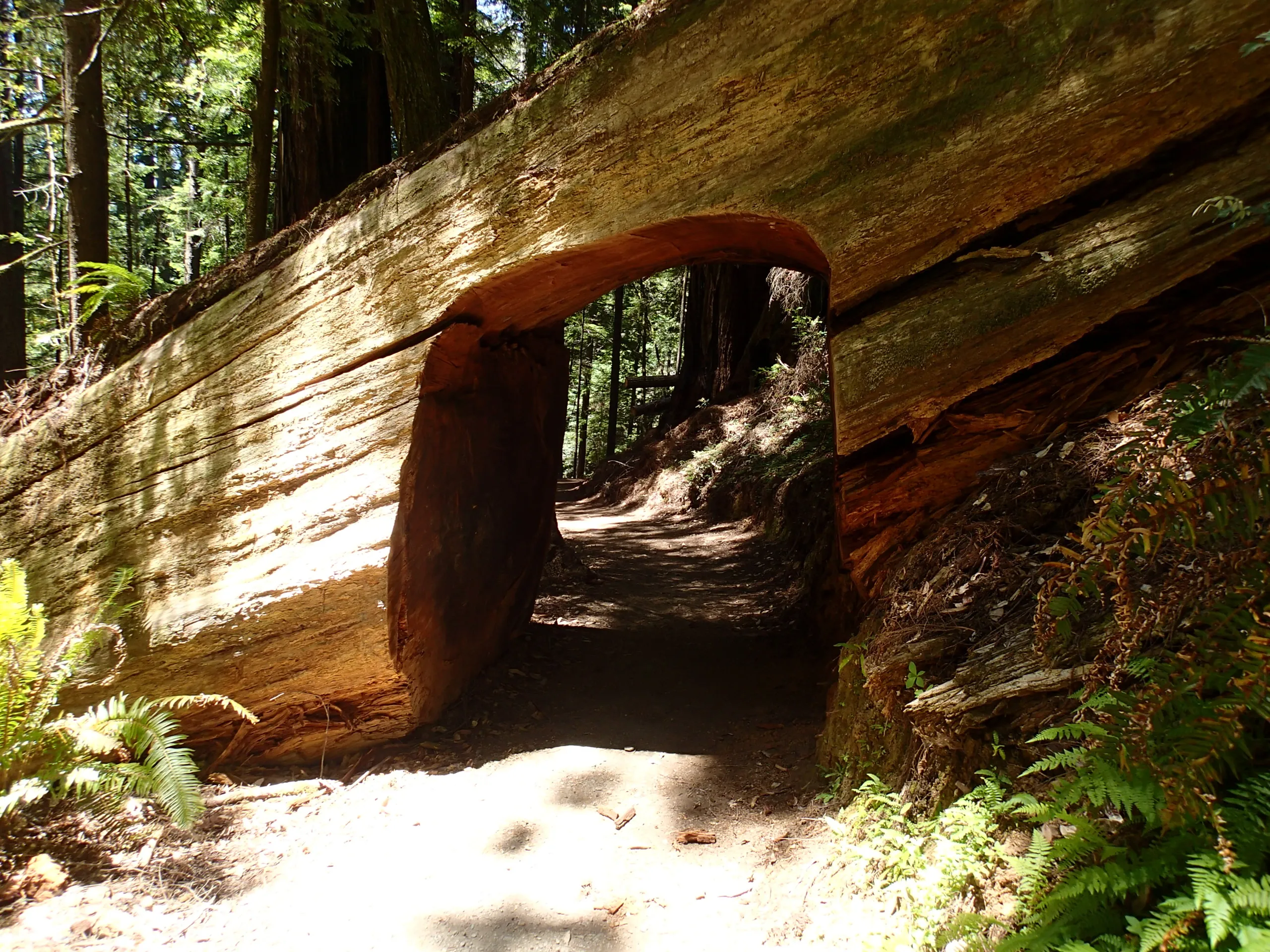 Hike the Emerald Ridge - Redwood Creek Loop