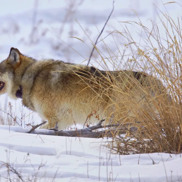 We Need to Protect the Wolves of Yellowstone