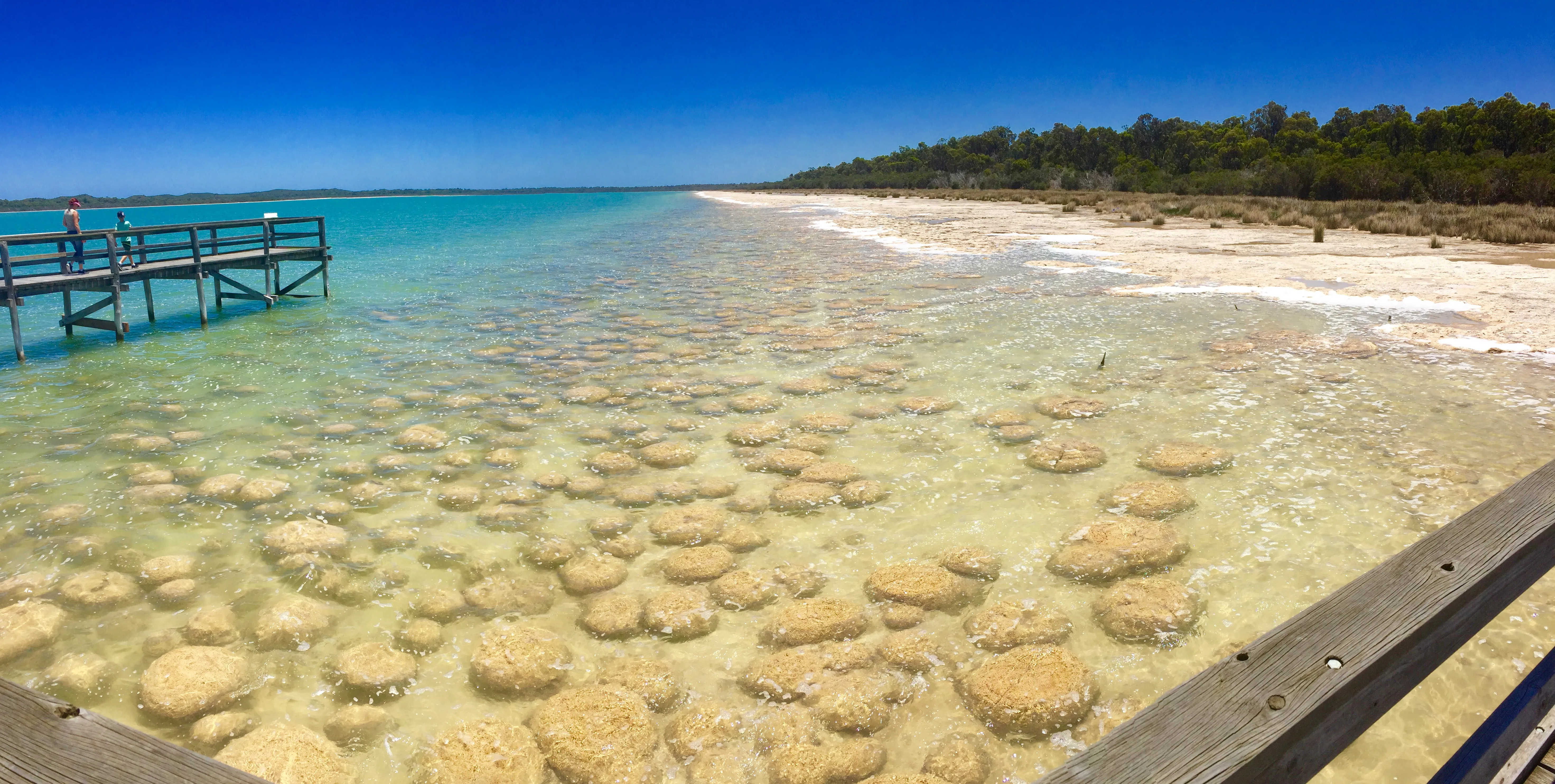 Explore Lake Clifton and the Thrombolites