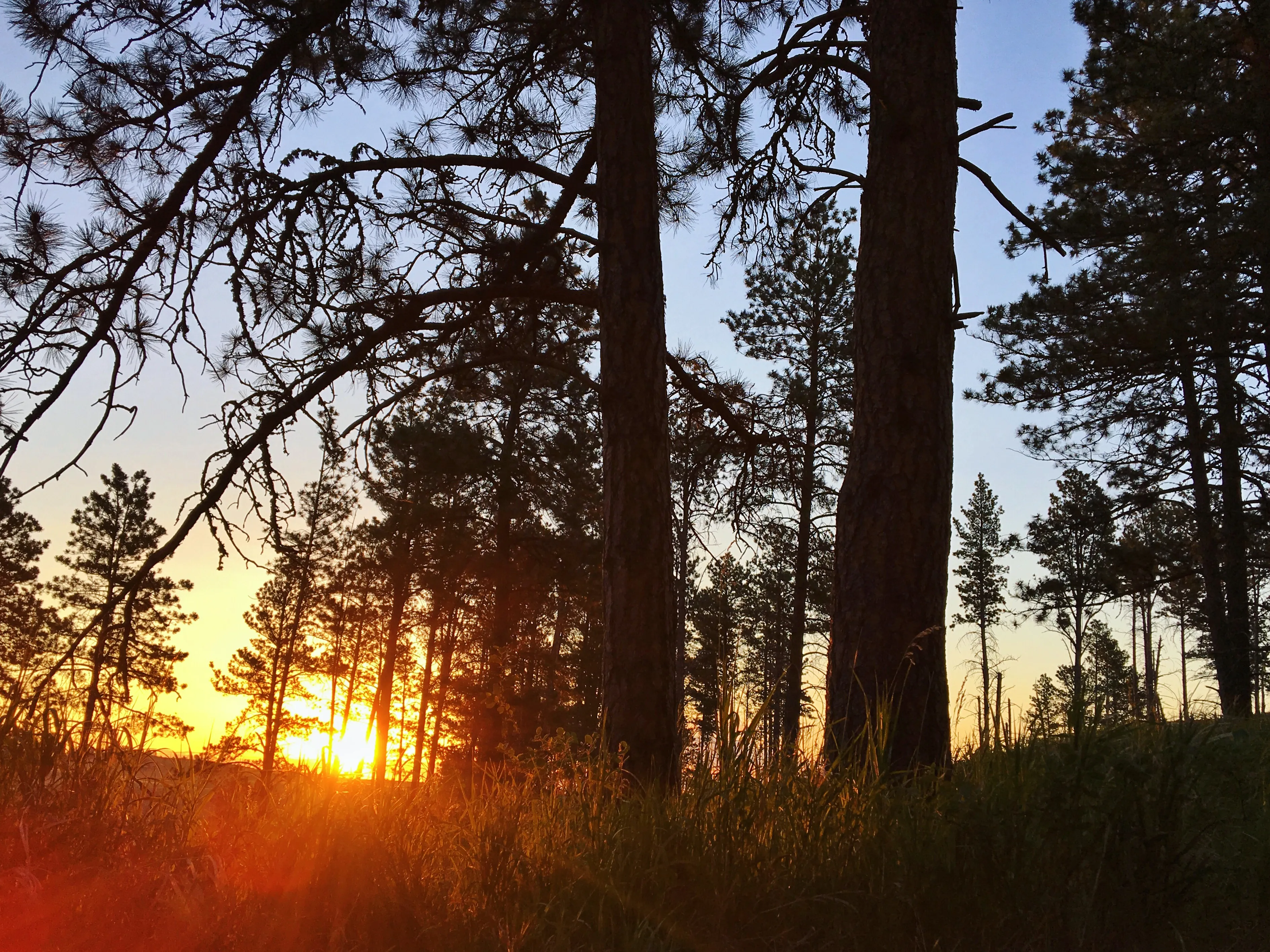 Camp at Elk Mountain Campground in Wind Cave National Park