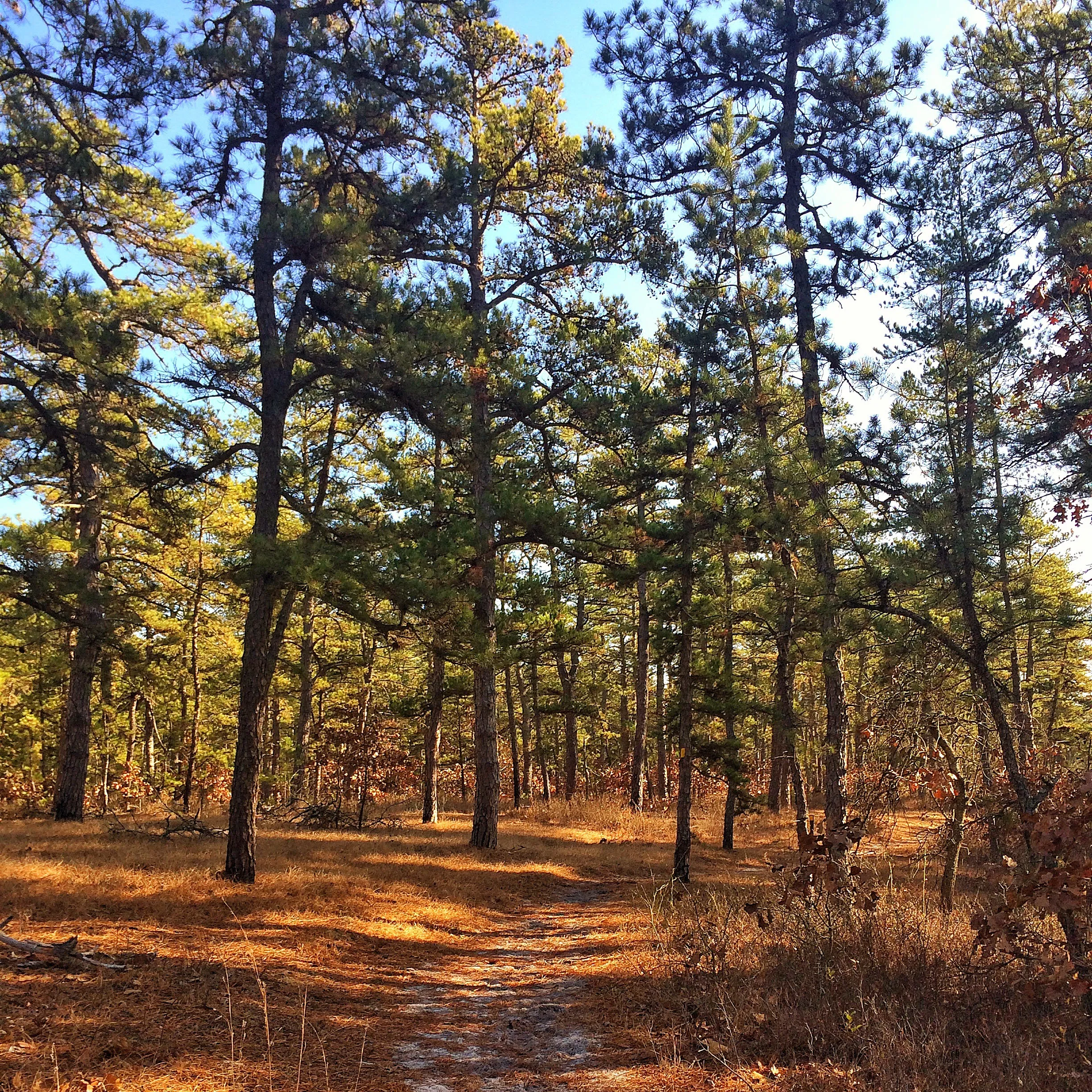 Hike to Quaker Bridge via Atsion