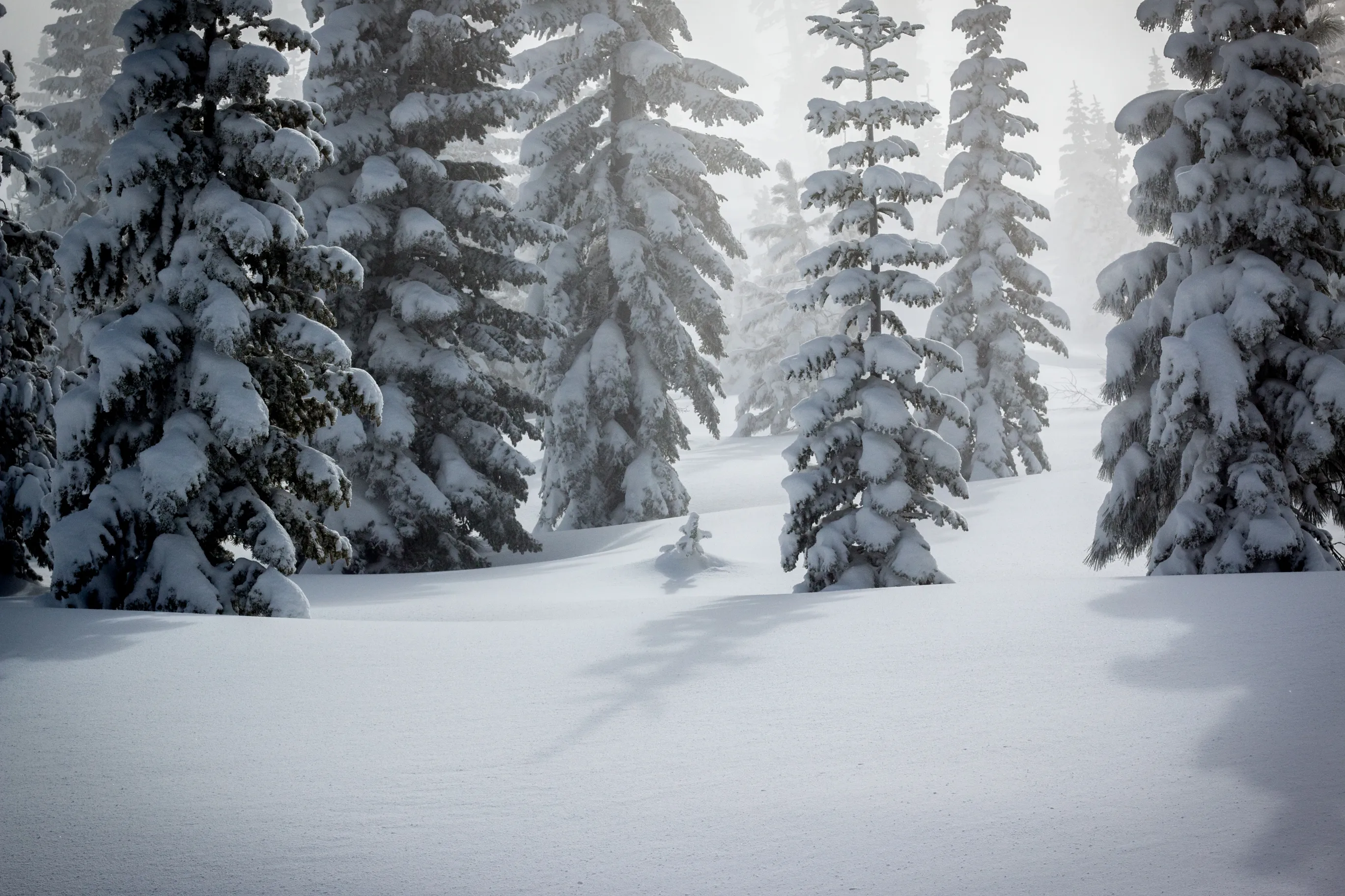 Cross-Country Ski to Drifter Hut