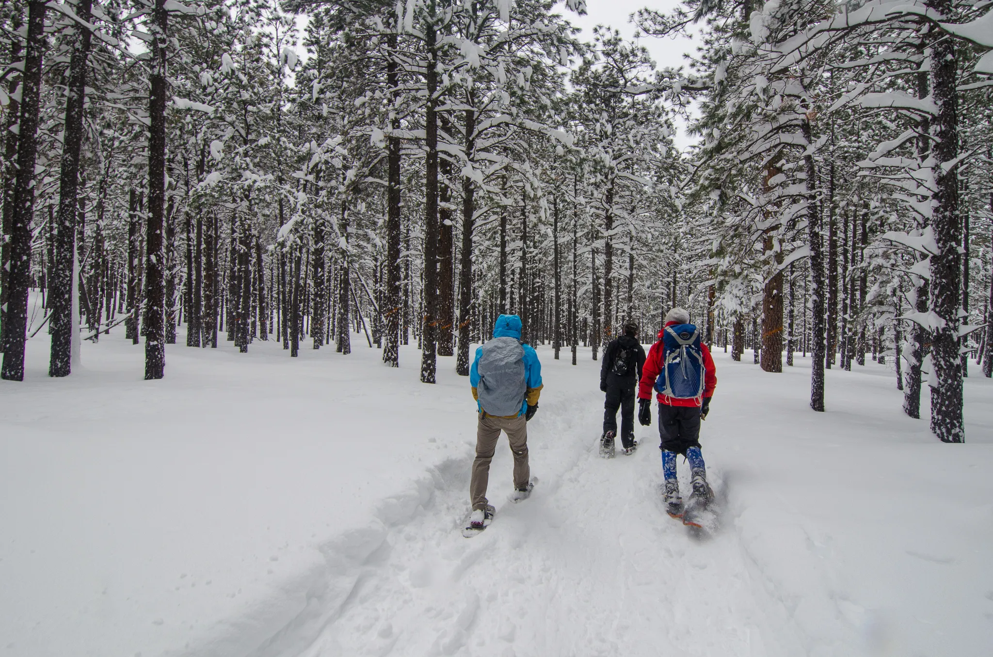 Snowshoe at the Arizona Nordic Village