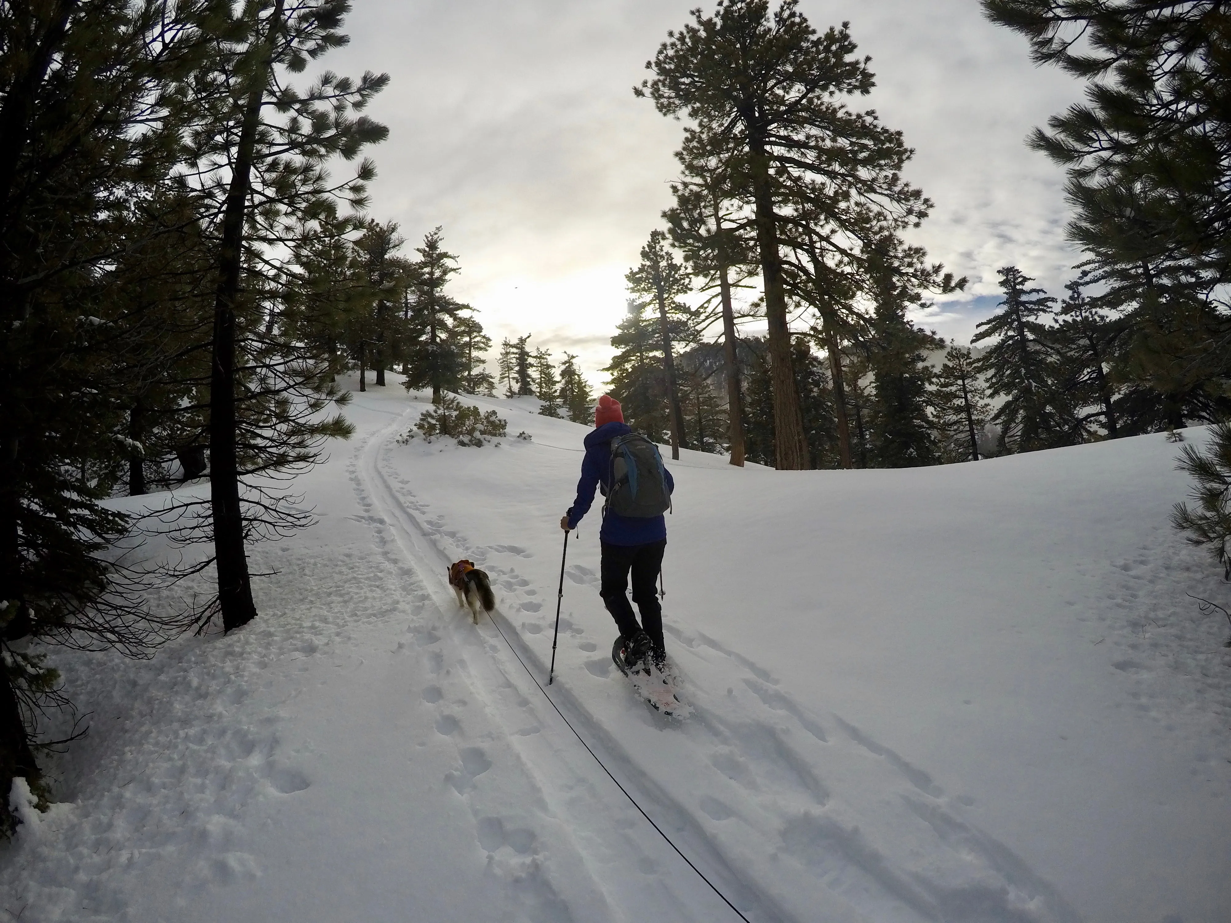 Snowshoe Buckhorn Ridge Trail