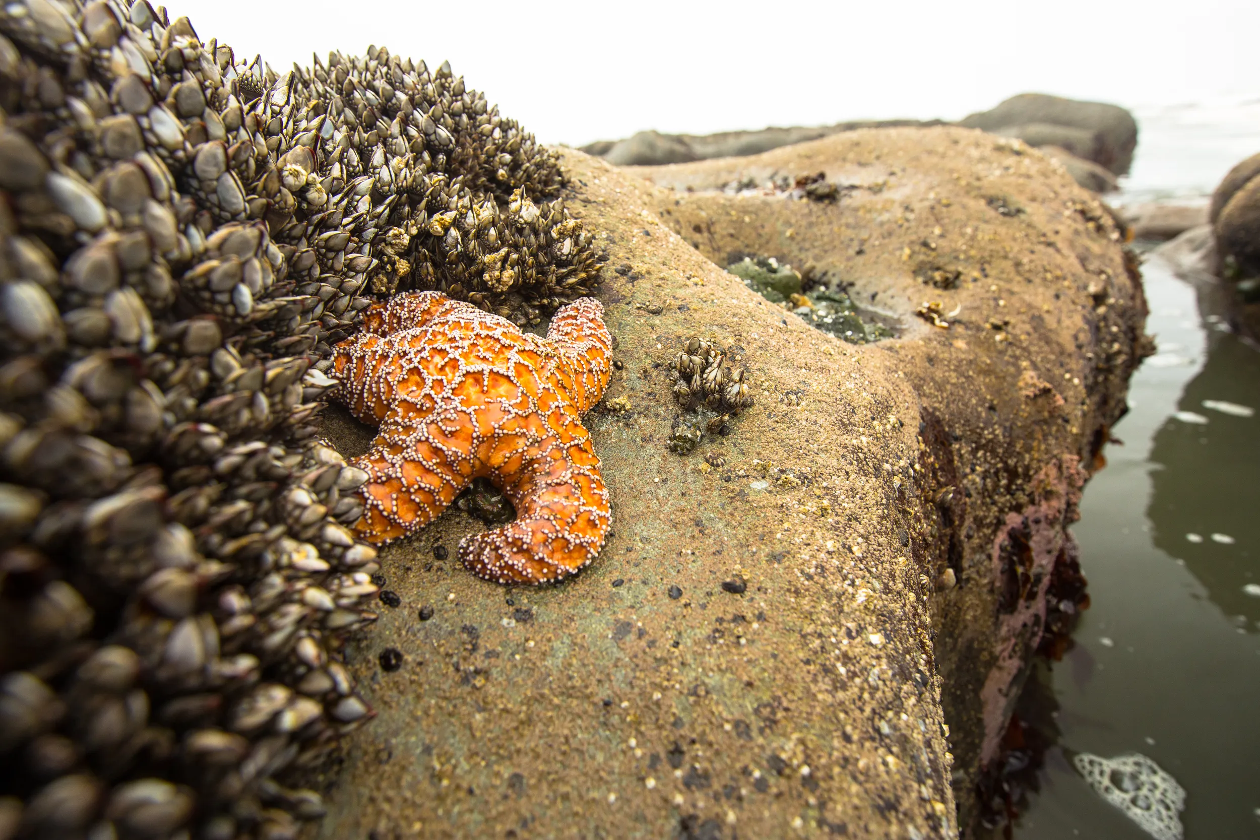 Tide Pools at Kalaloch Beach 4