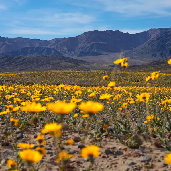 You Need to Go to Death Valley for the Super Bloom