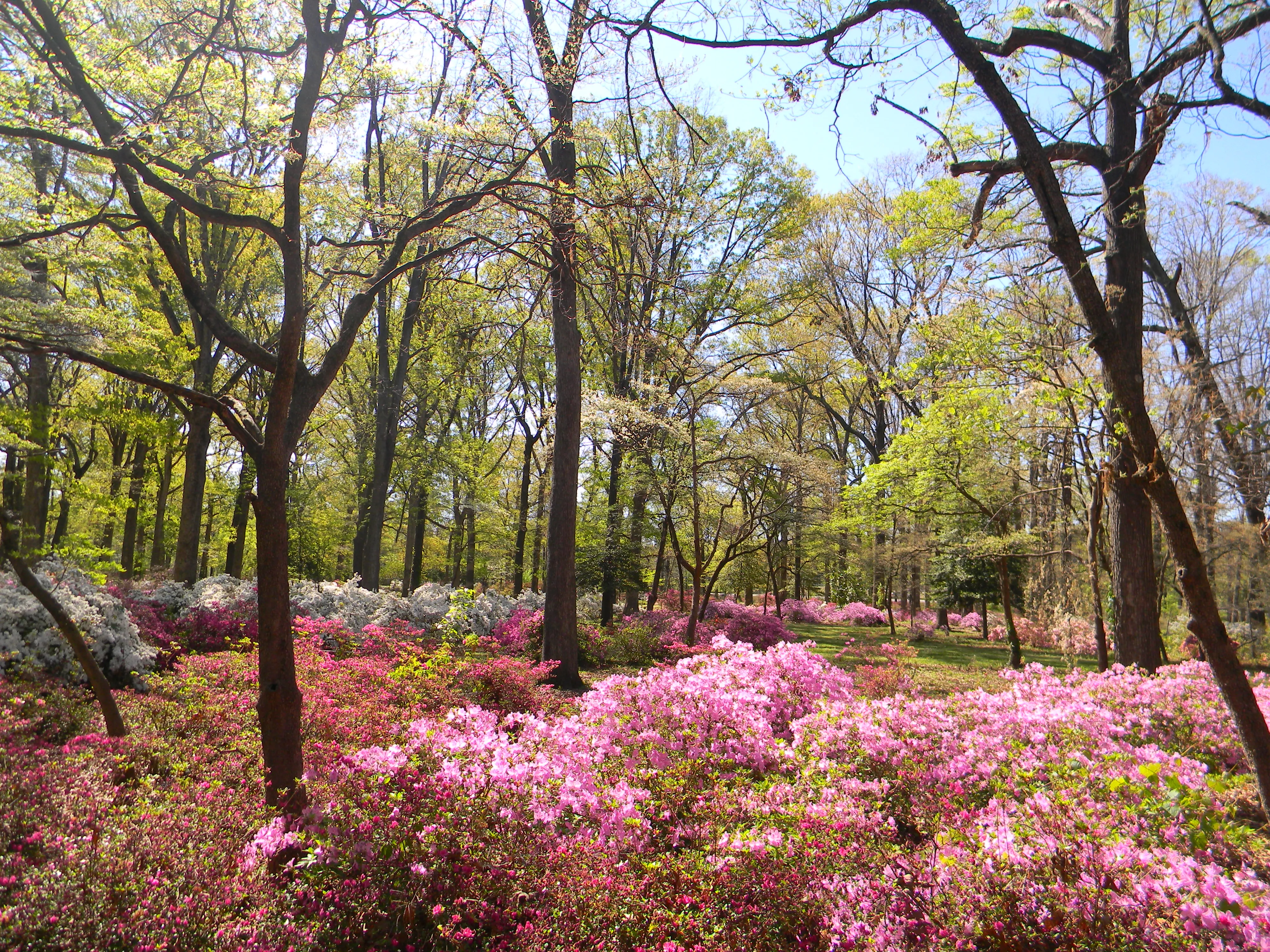 Walk the Bryan Park Azalea Gardens