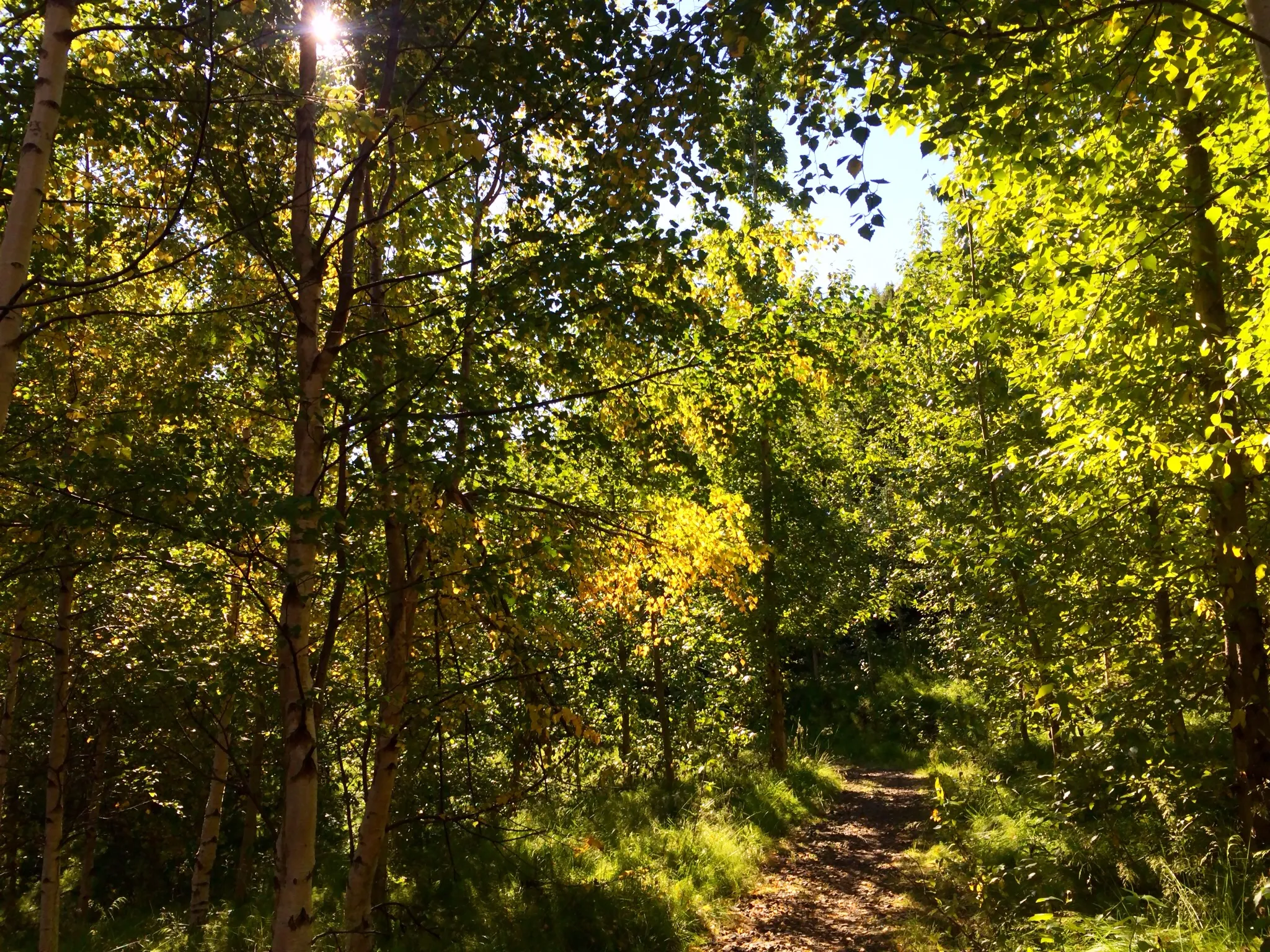 Trail Run in Kjarnaskógur