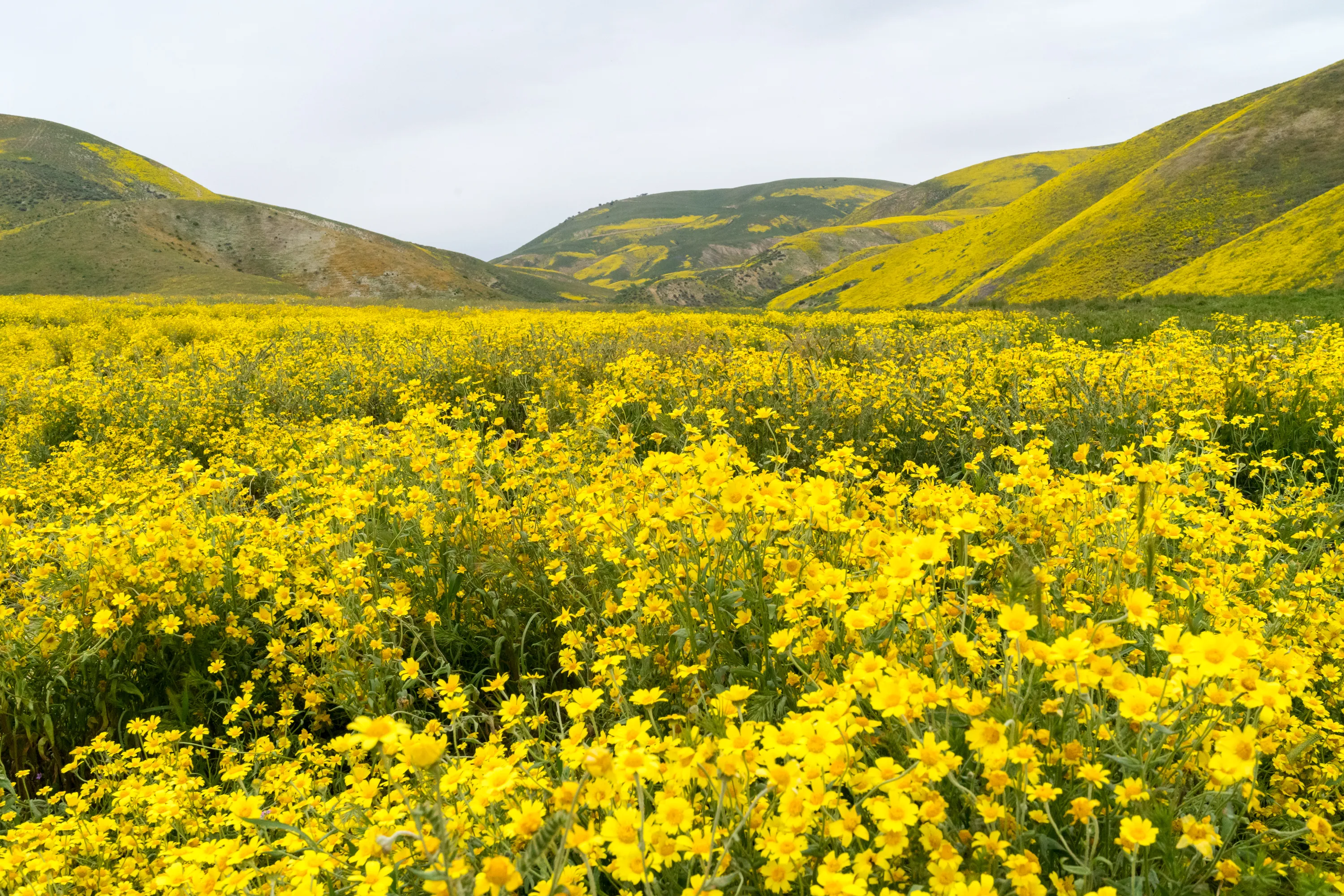 Photograph Wildflowers at Carrizo Plain National Monument