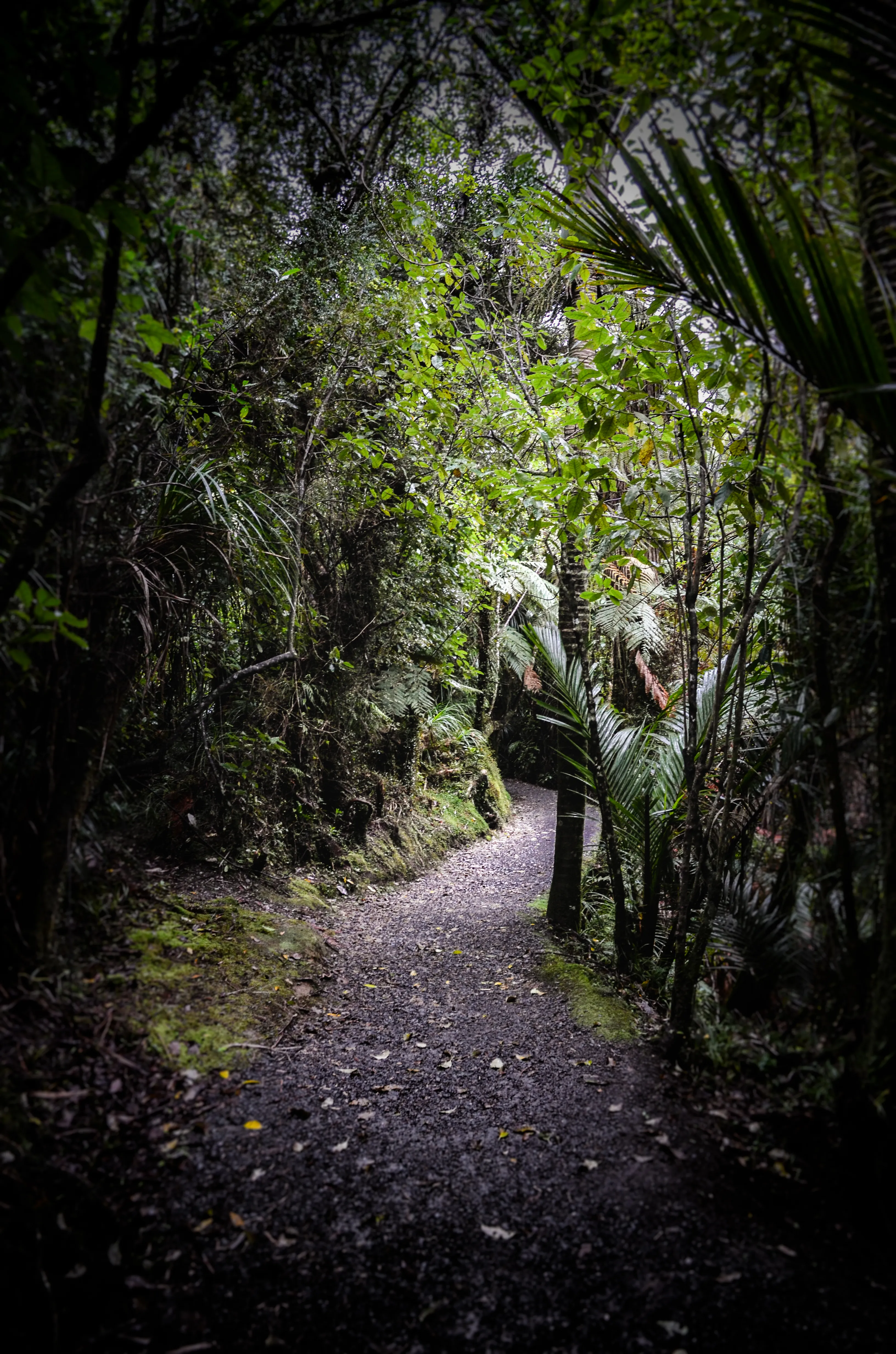 Walk the Truman Track in Paparoa National Park
