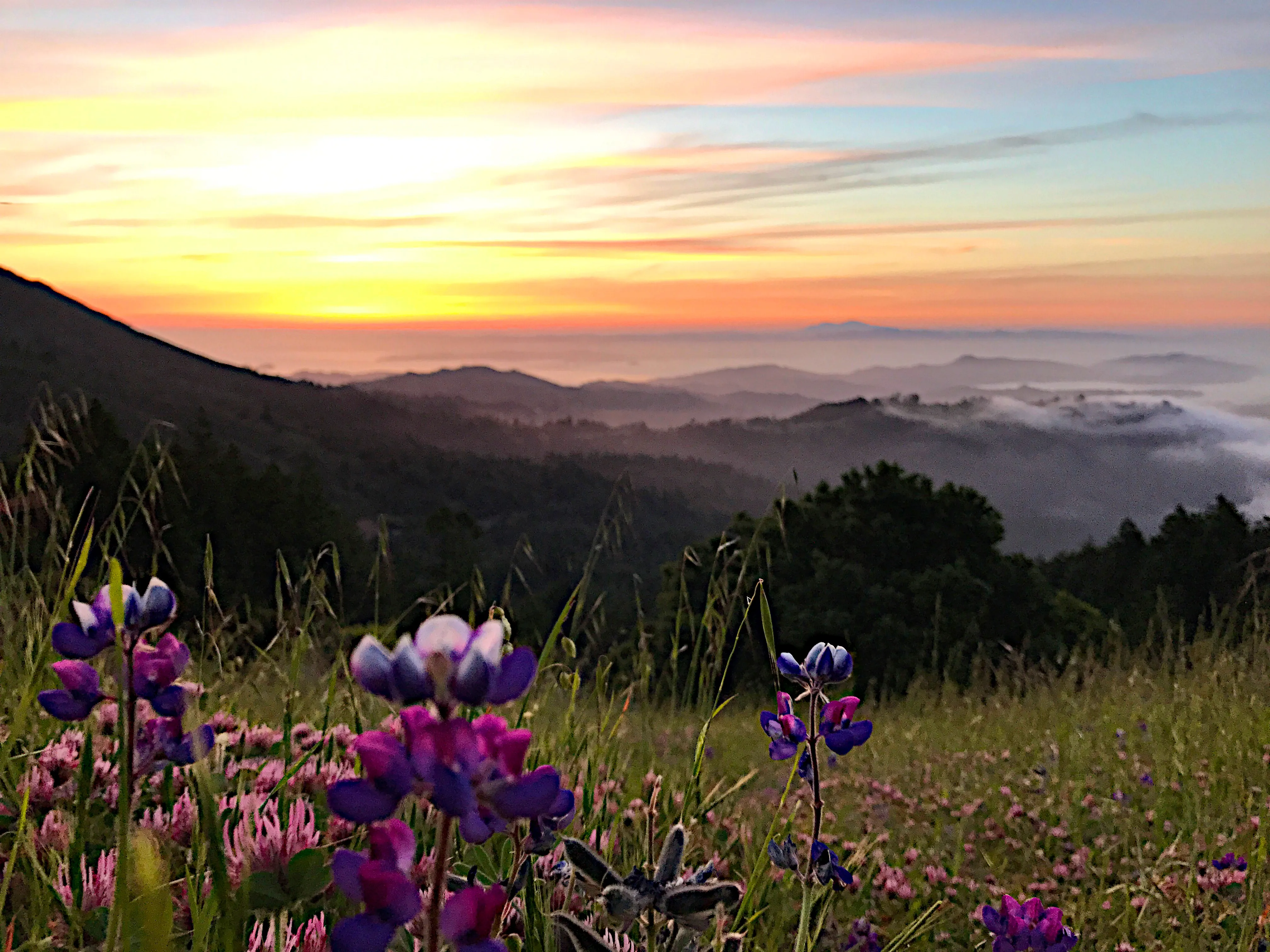 Camp at Bootjack Campground in Mount Tamalpais State Park