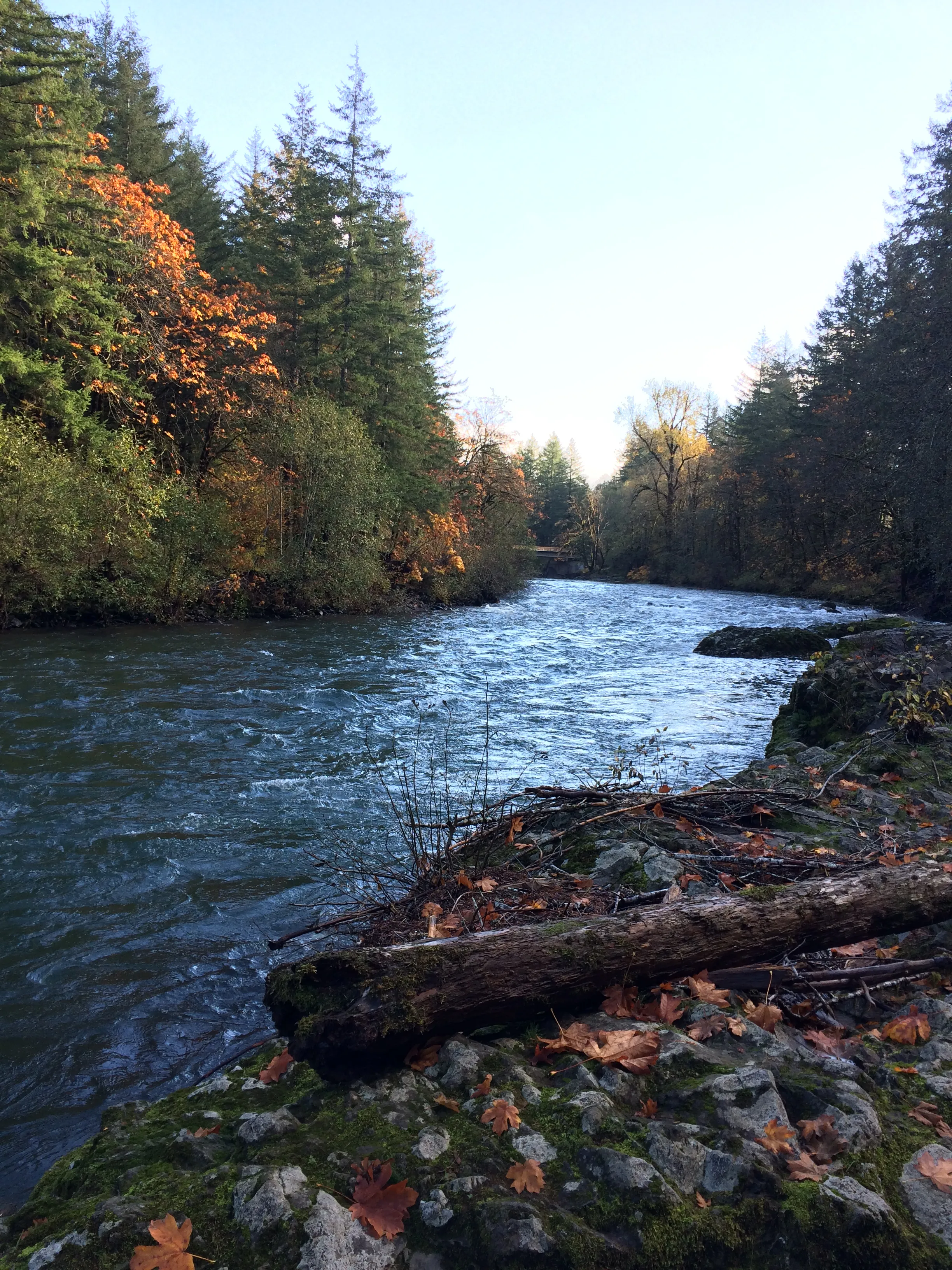 Fly Fish the Wilson River in Oregon