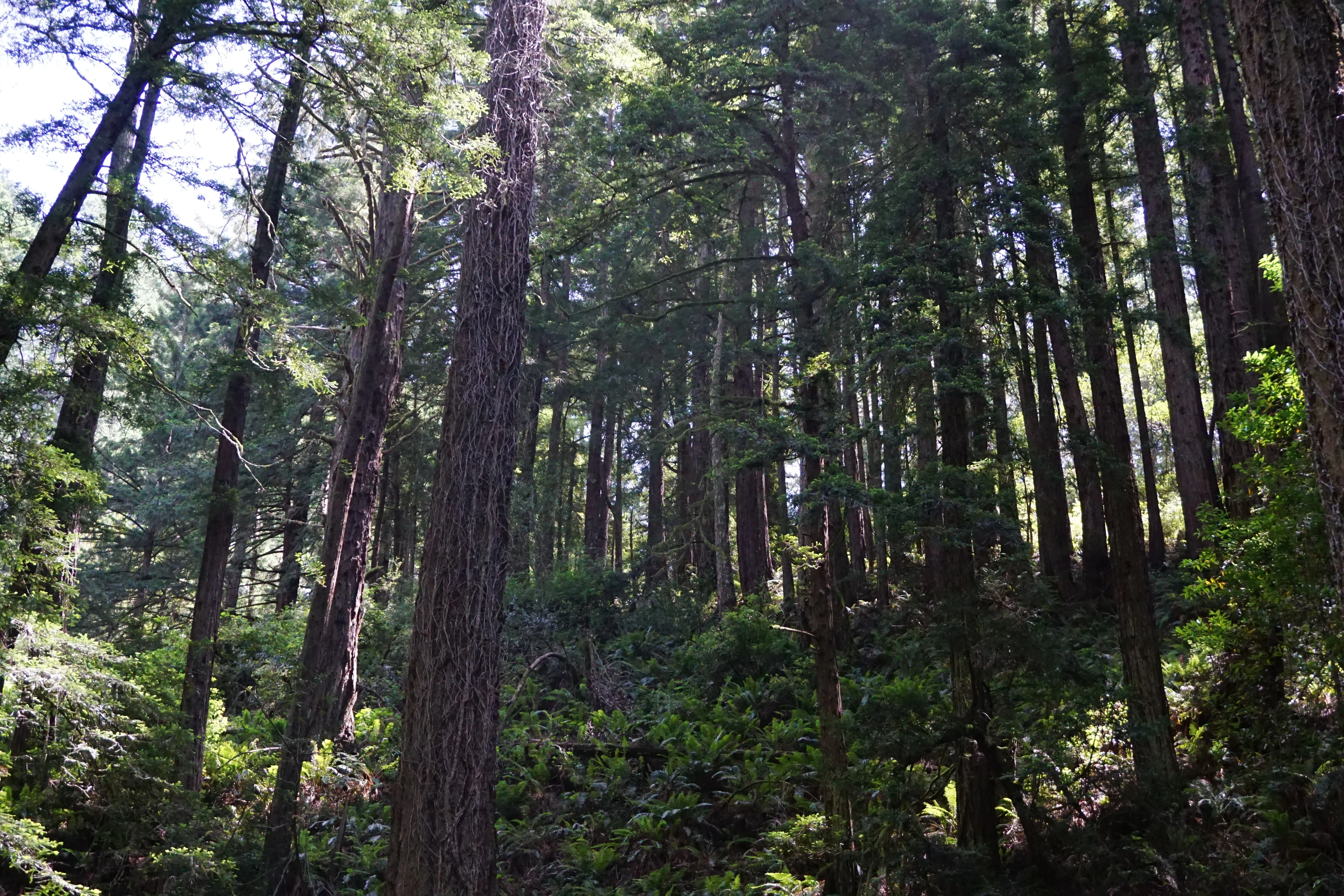 Bootjack Trail Loop