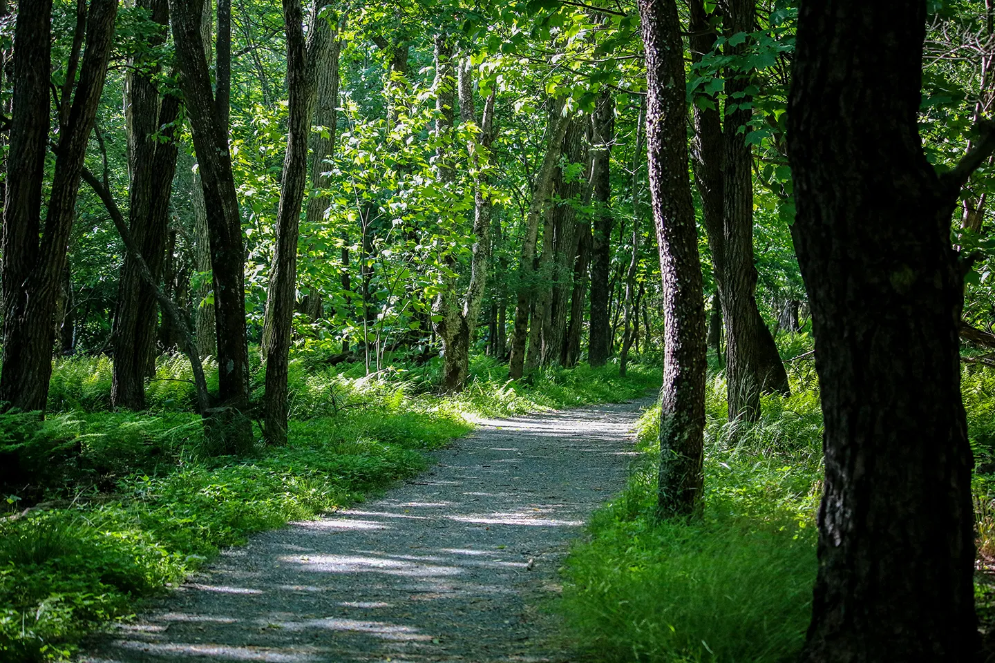 Hike Limberlost Trail in Shenandoah National Park