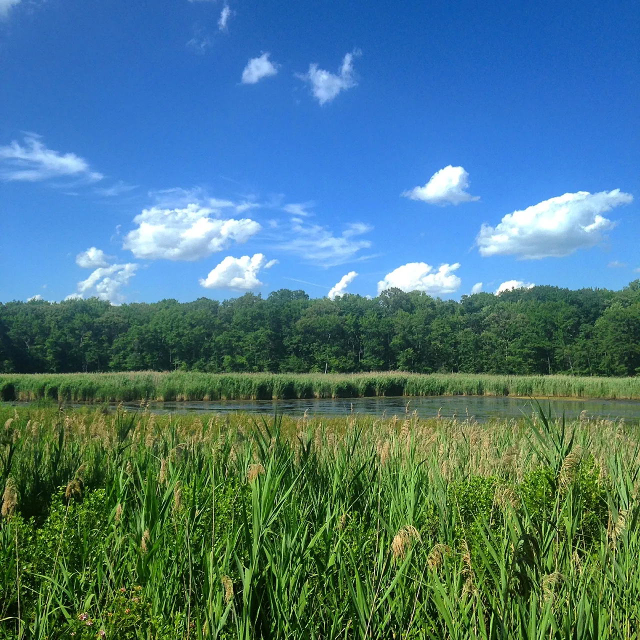 Hike the Black Marsh Trail at North Point State Park