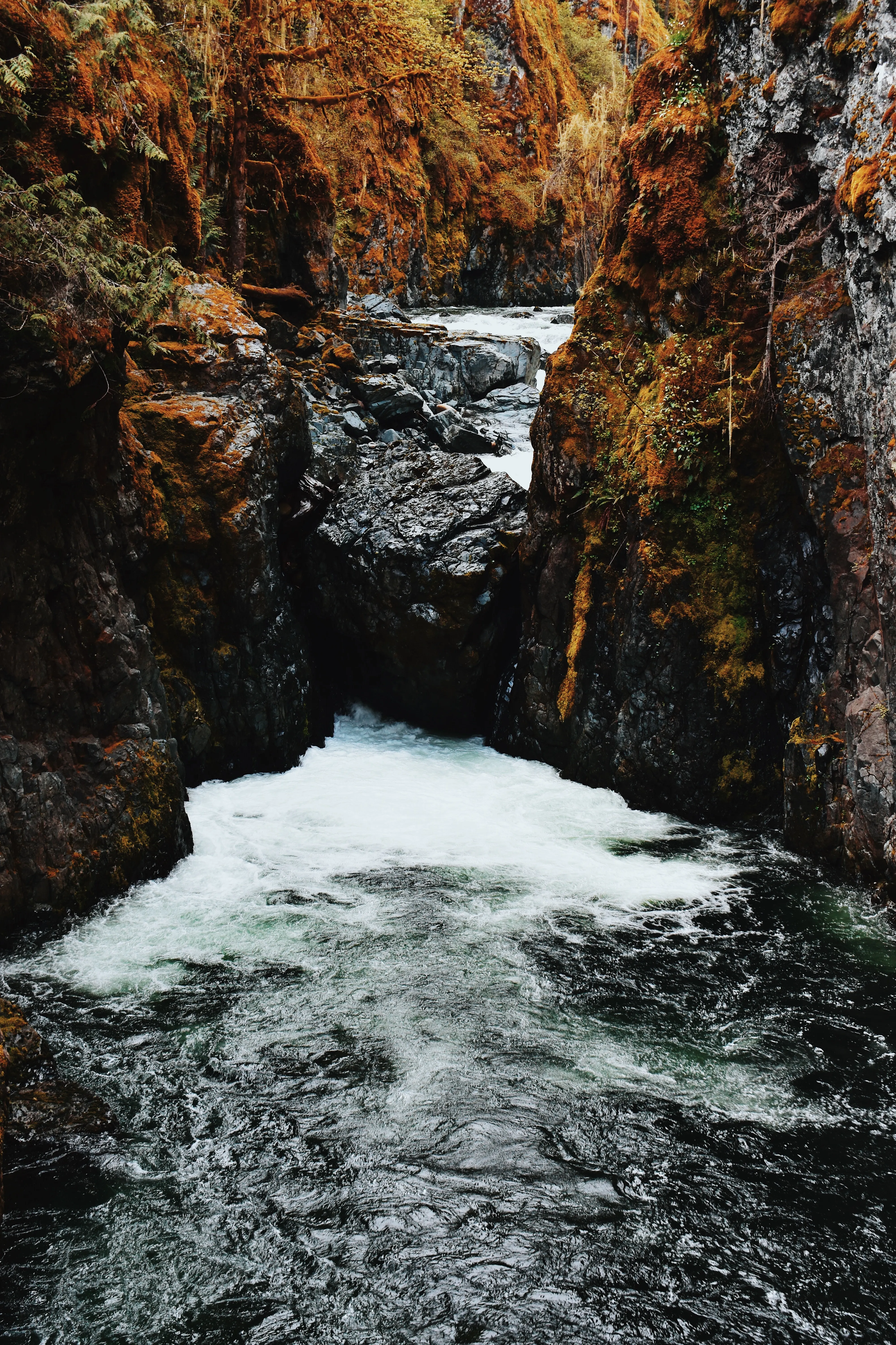 Hike to BC's Englishman River Falls 