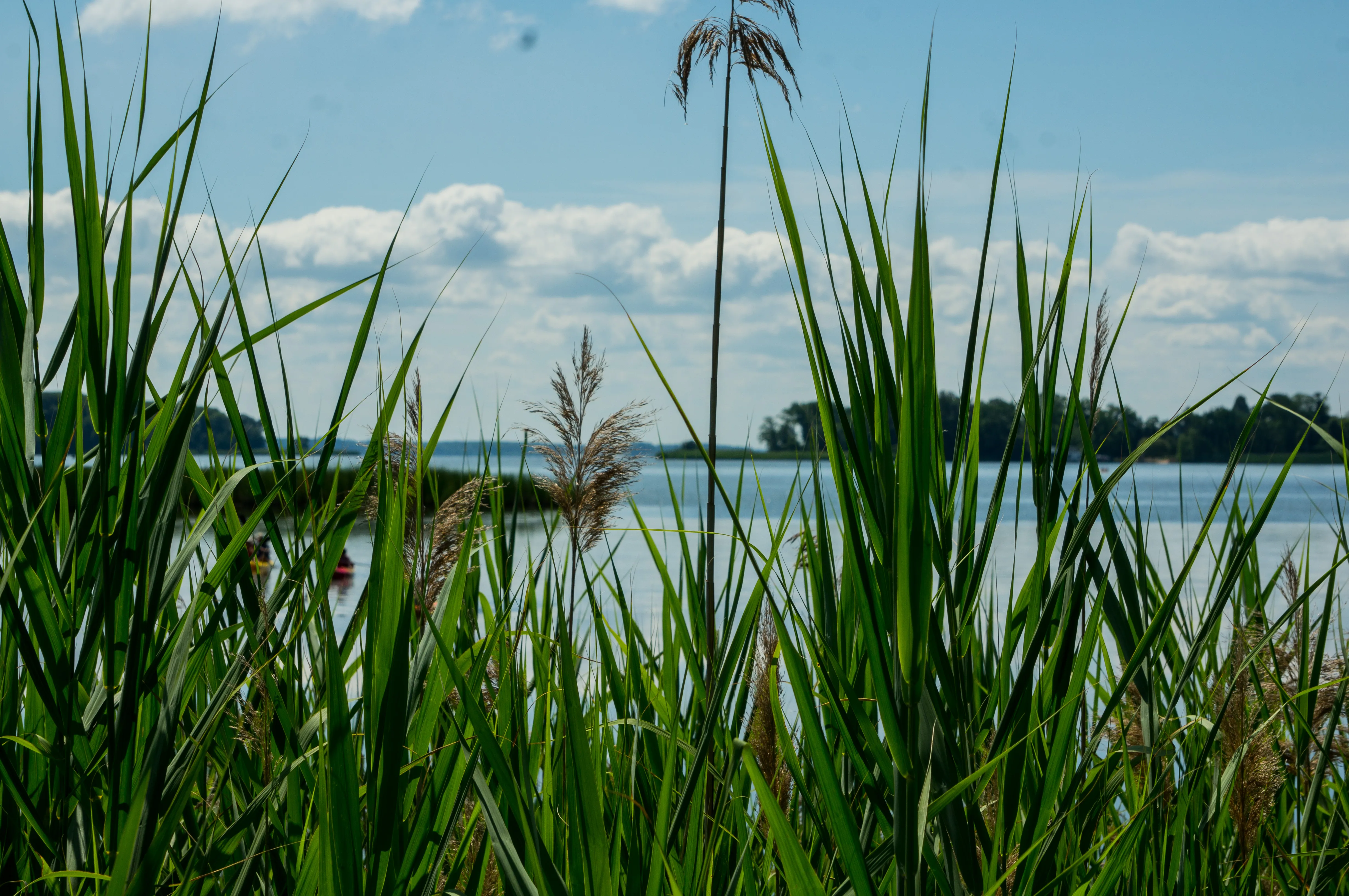 Vernal Pond & Brinkmans Trail Loop