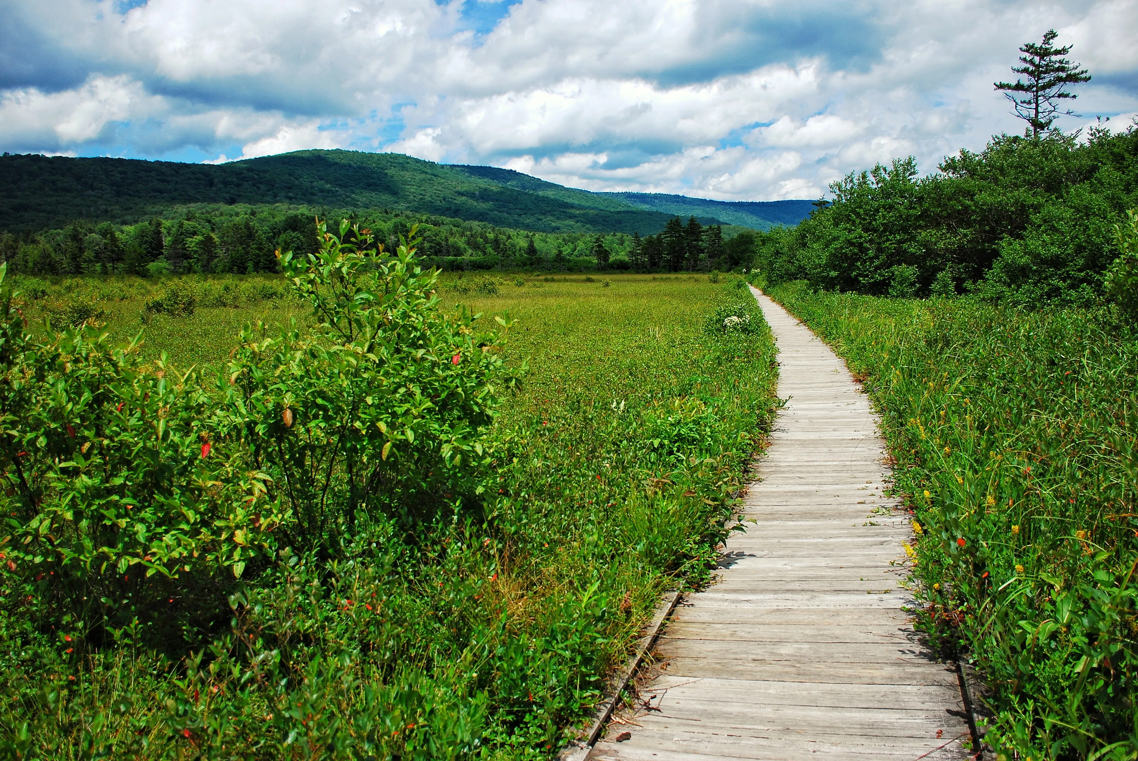 Cranberry Glades Boardwalk