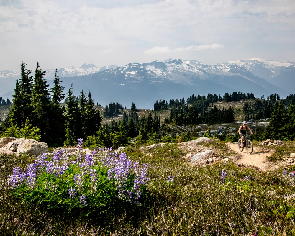Bike the Whistler Alpine Trail Network