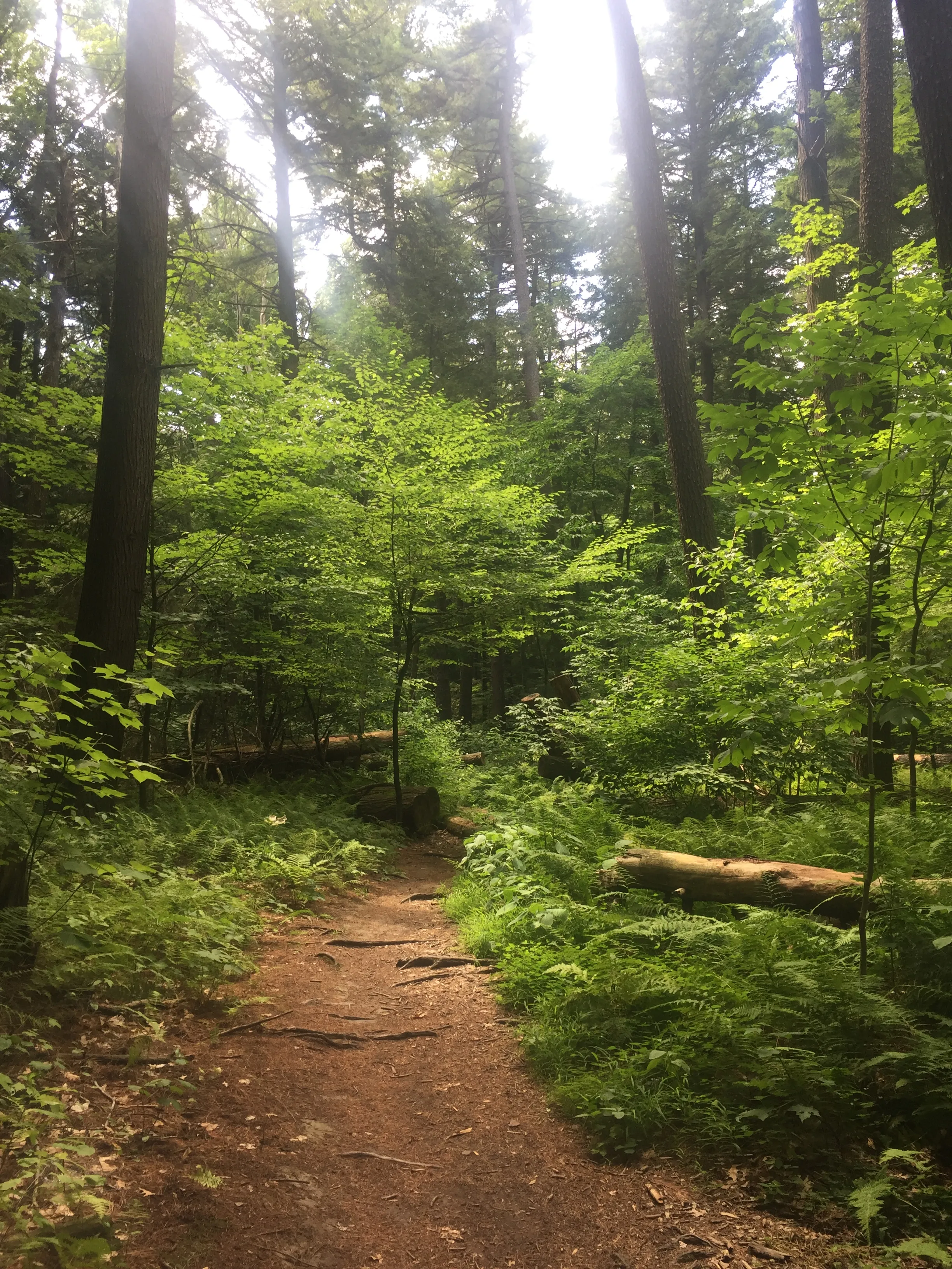 Lisha Kill Preserve Loop
