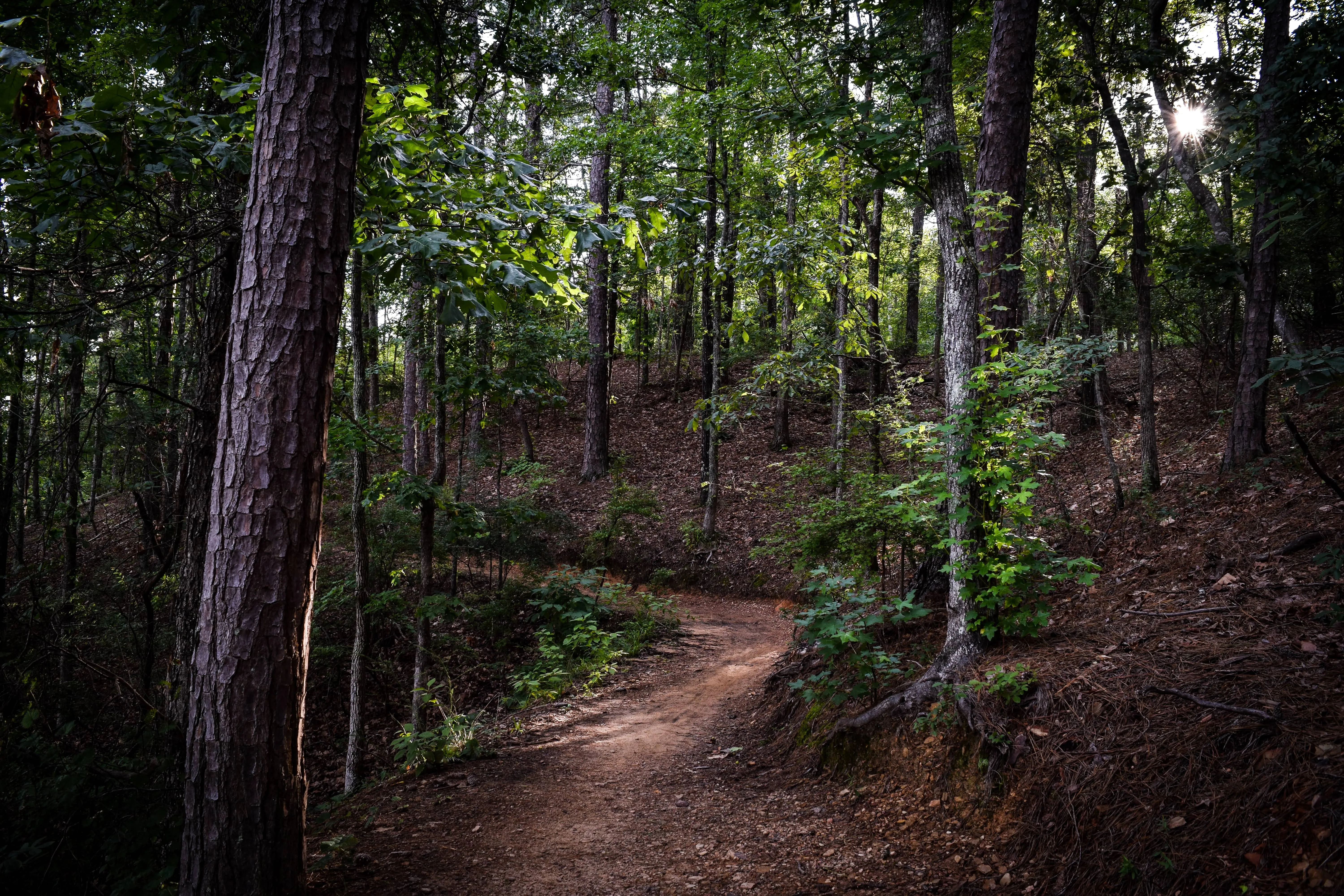 Lake Trail Loop