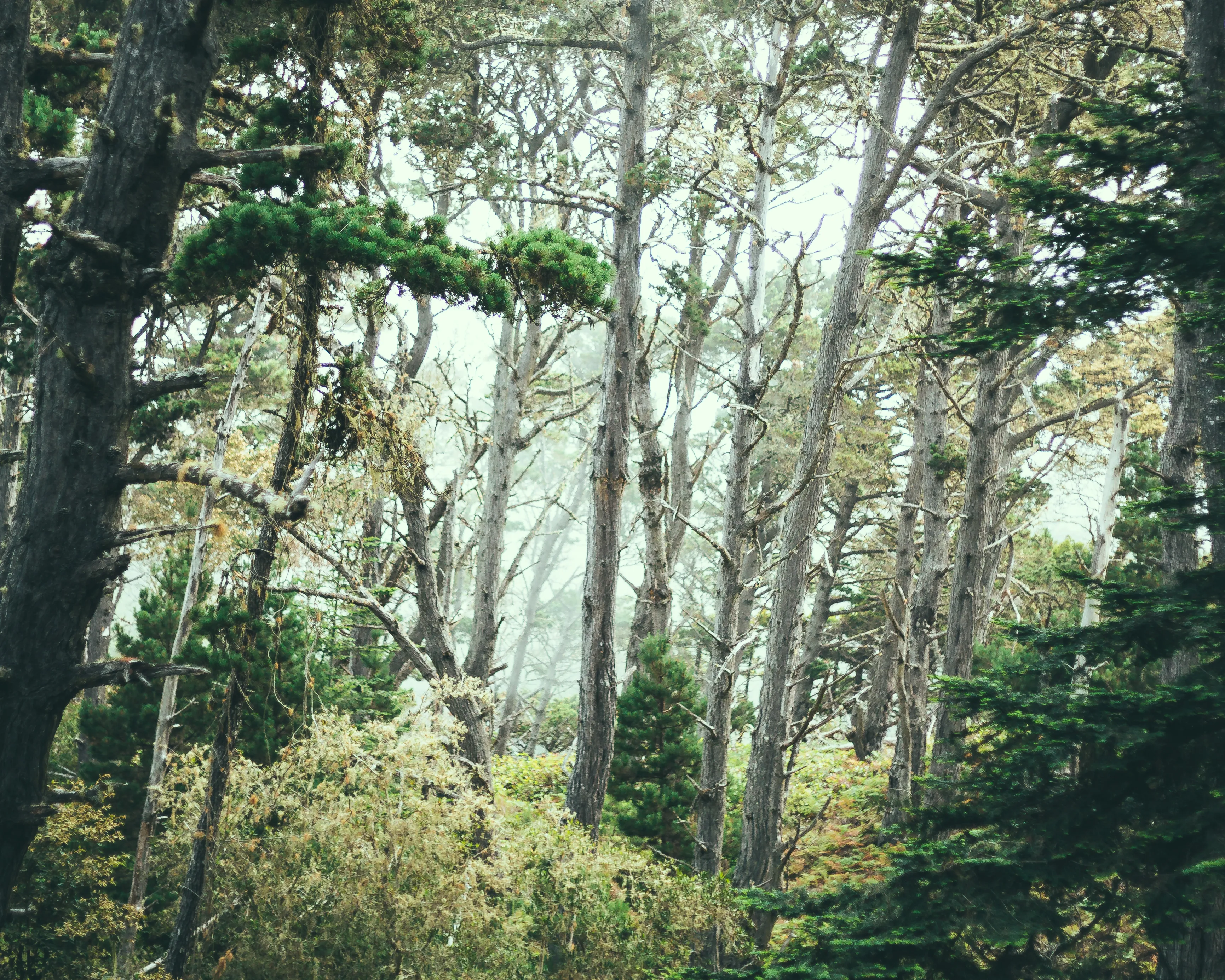North Trail to the Pygmy Forest