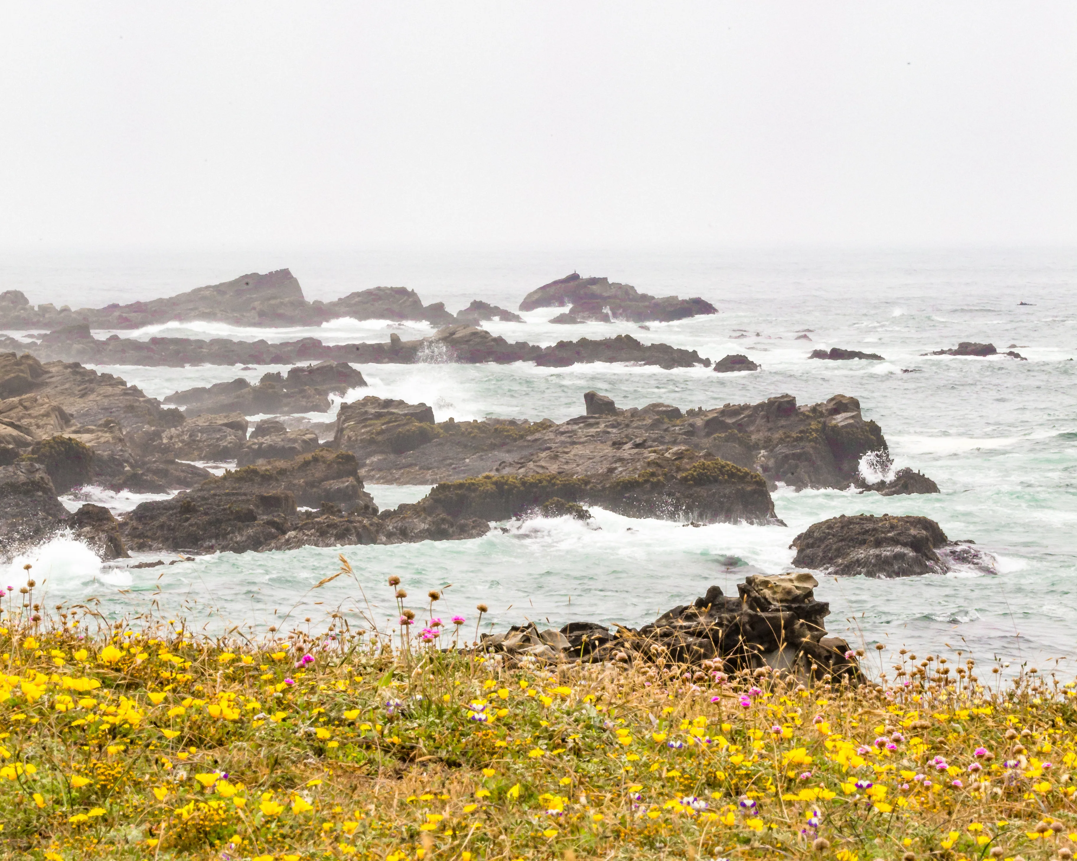 Salt Point Trail: Gerstle Cove to Stump Beach