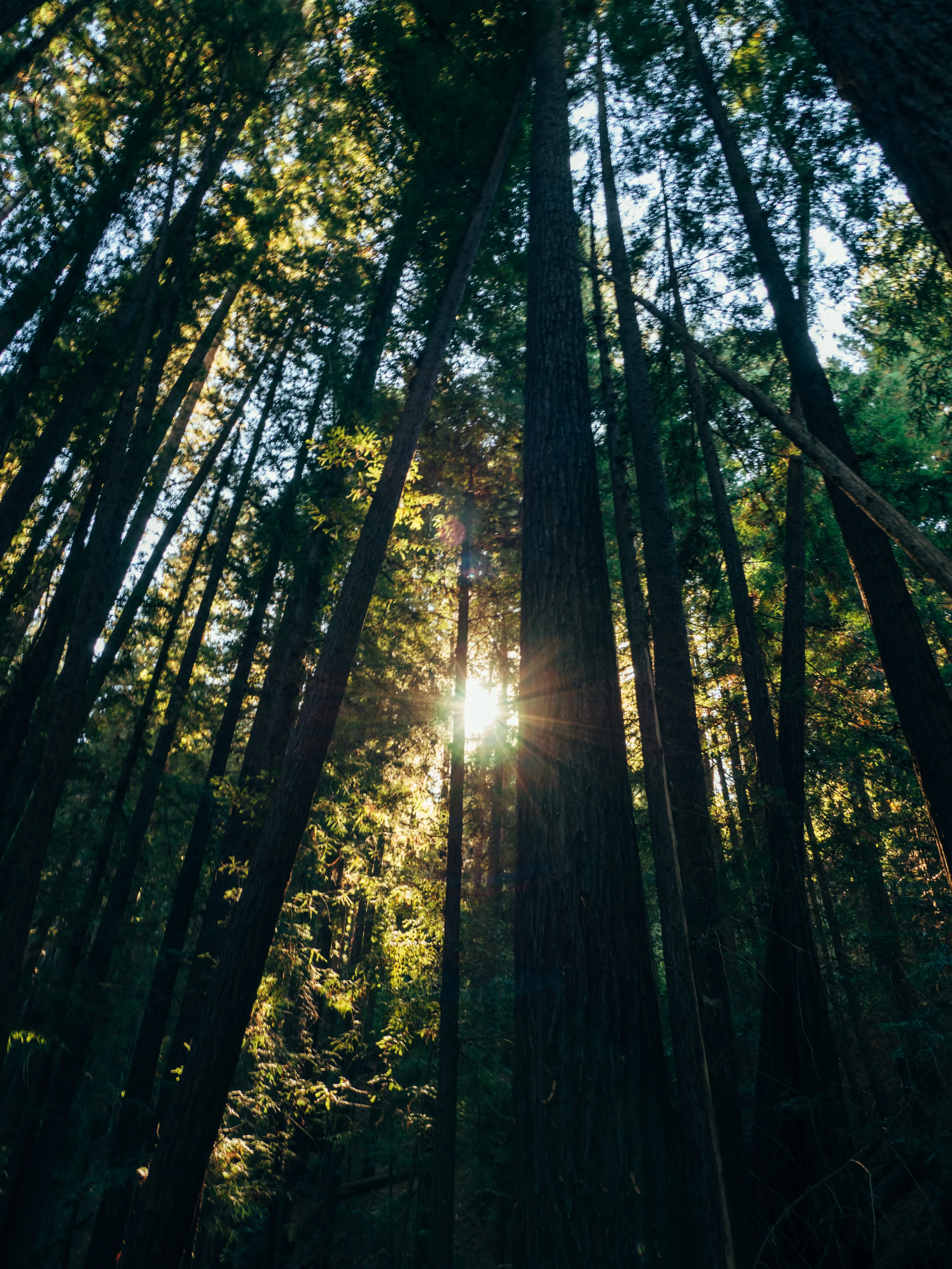 Observation Deck Loop in Henry Cowell Redwoods SP