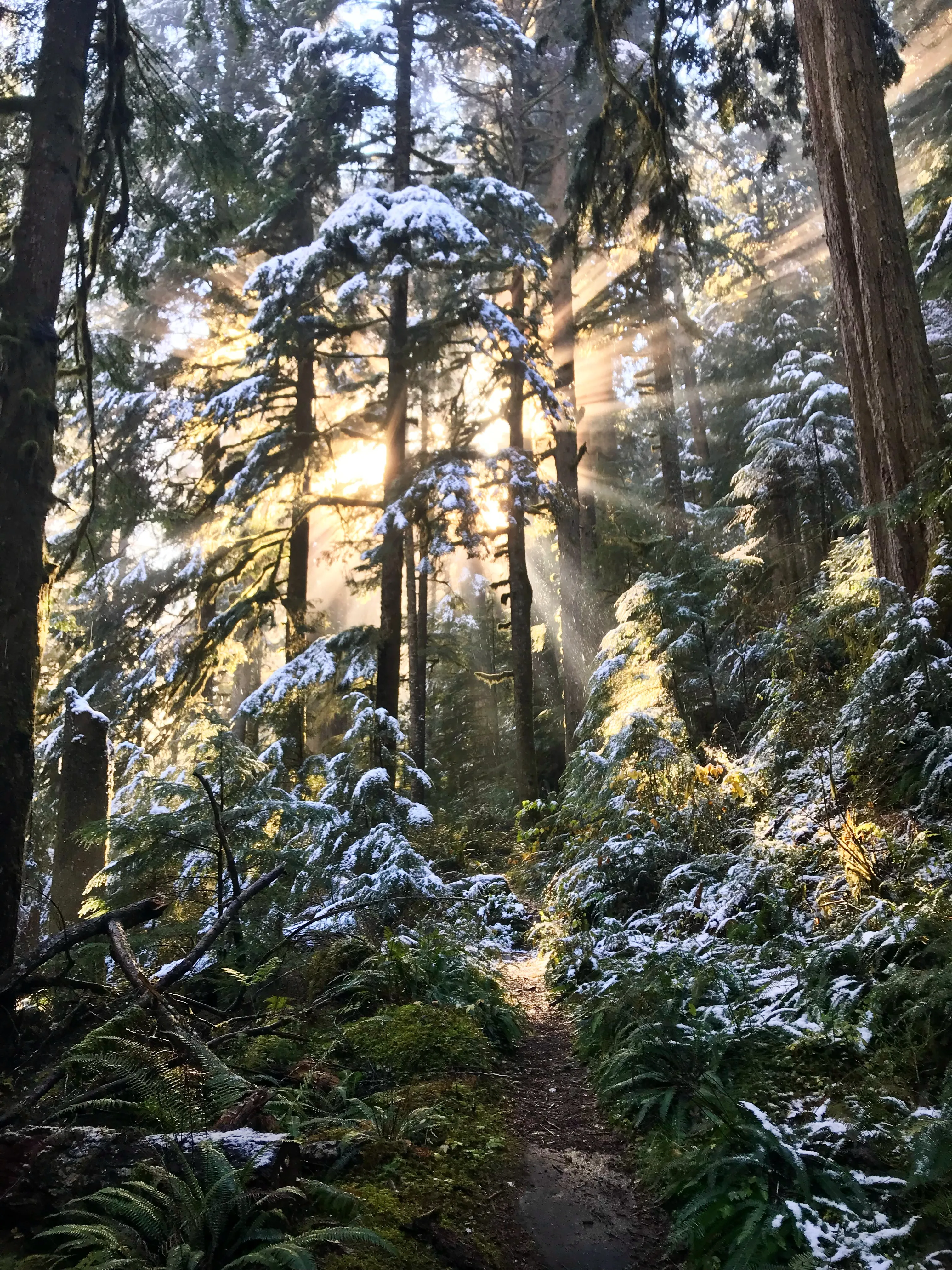 Middle Fork Snoqualmie River Trail