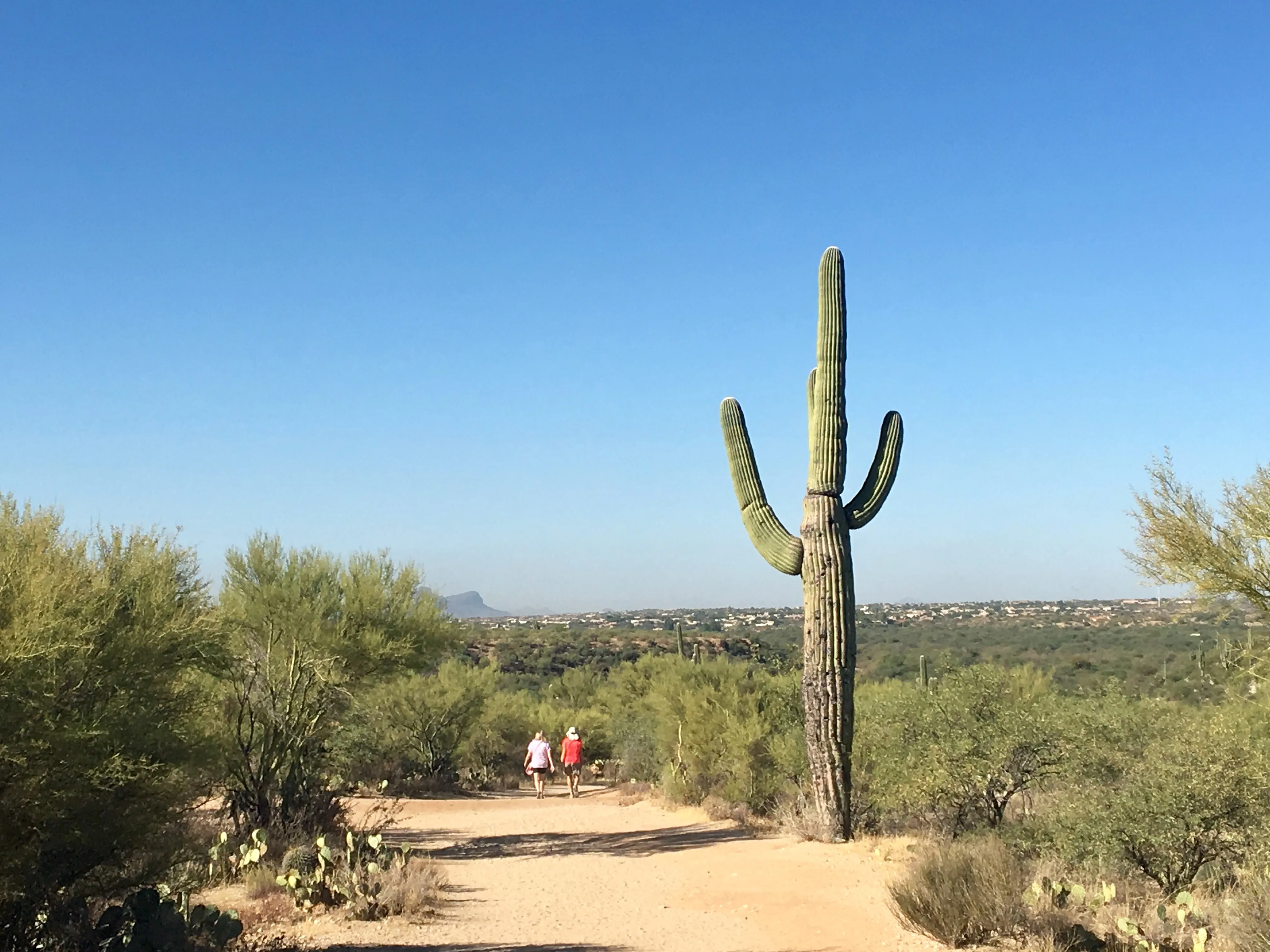Canyon Loop Trail in Catalina State Park