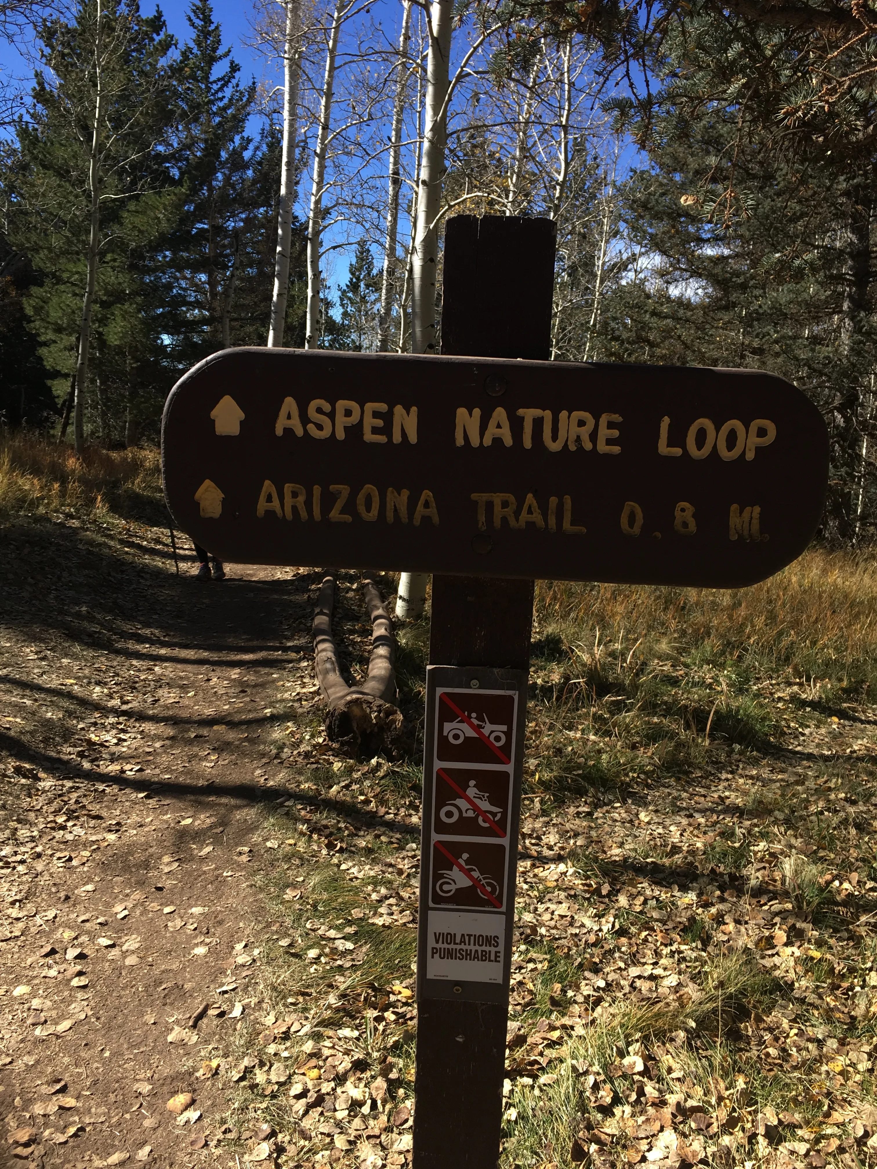Hike the Aspen Nature Loop at Humphrey's Peak