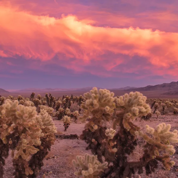 Recommendations for a Week of Adventure in Joshua Tree